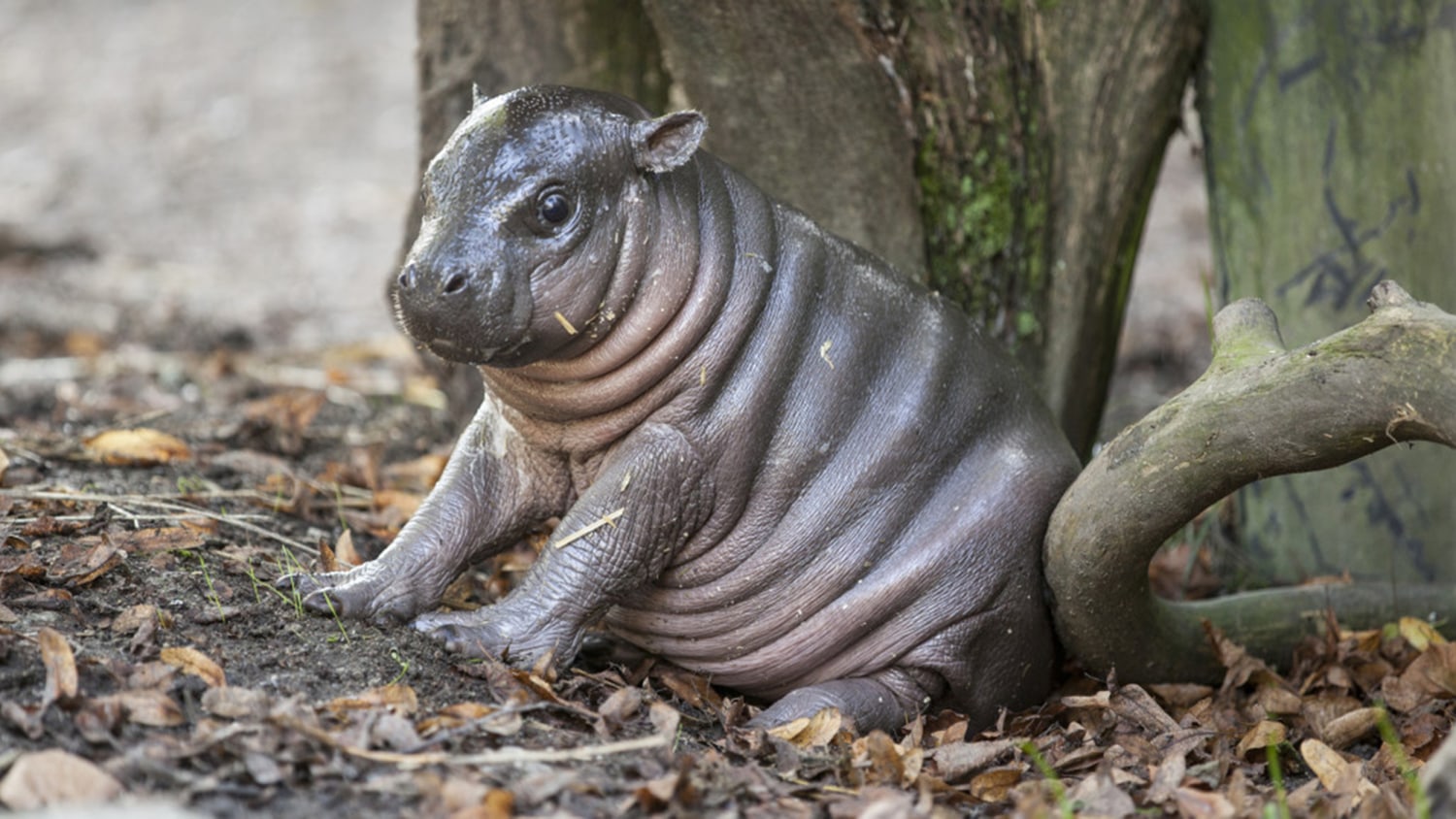 See why this adorable baby hippo has