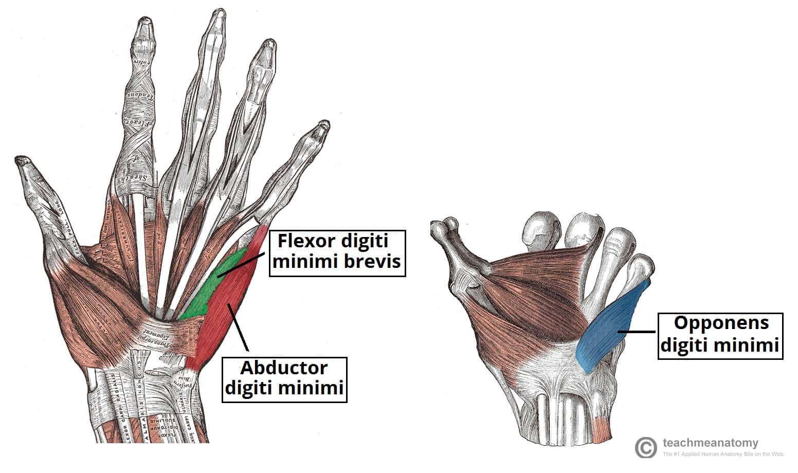 The Muscles of the Hand