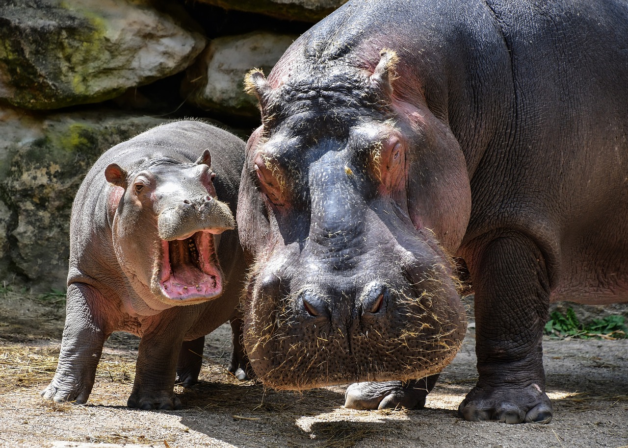 Free Hippopotamus Picture and Image
