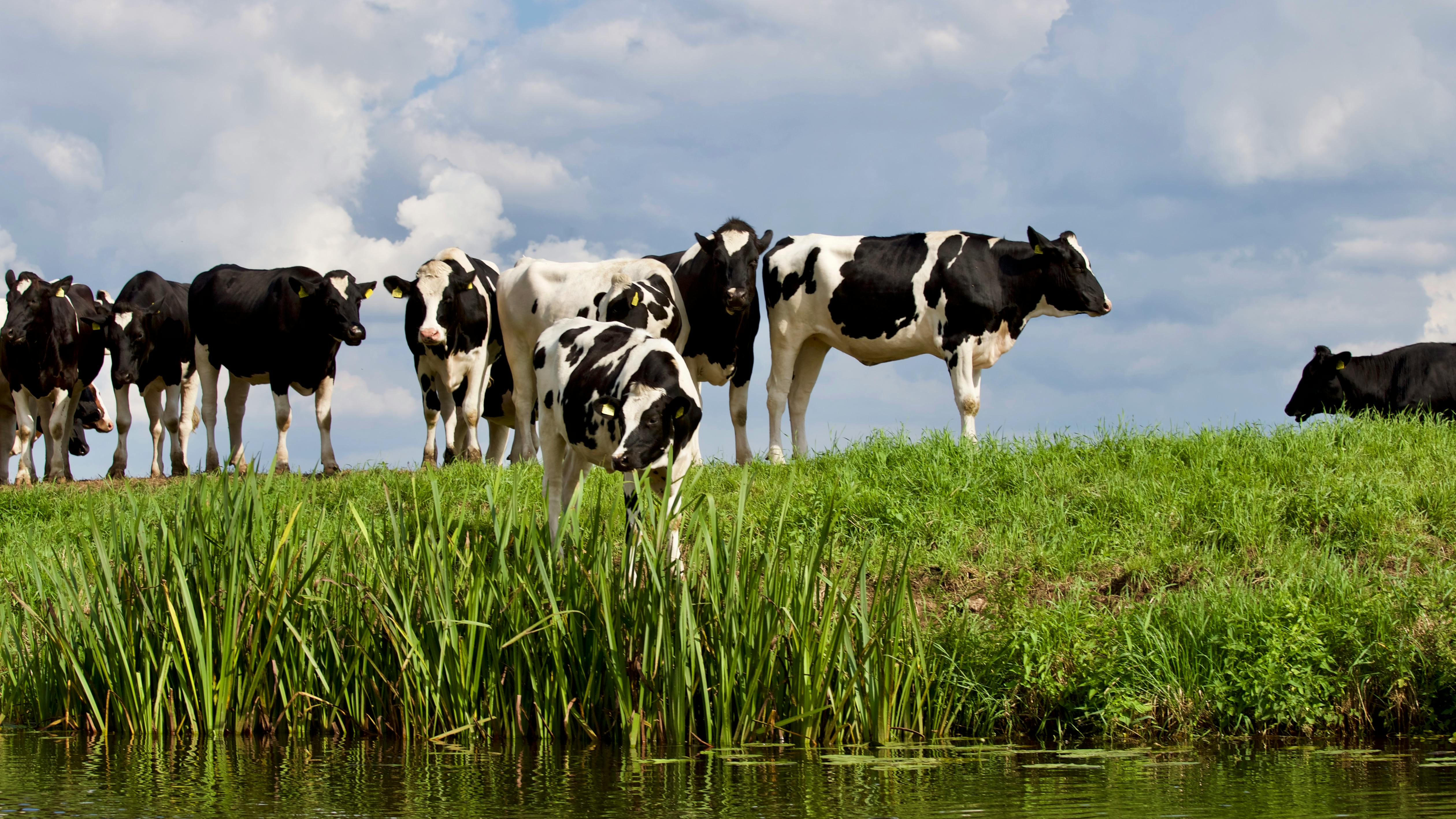 Cows Photo, Download The BEST Free
