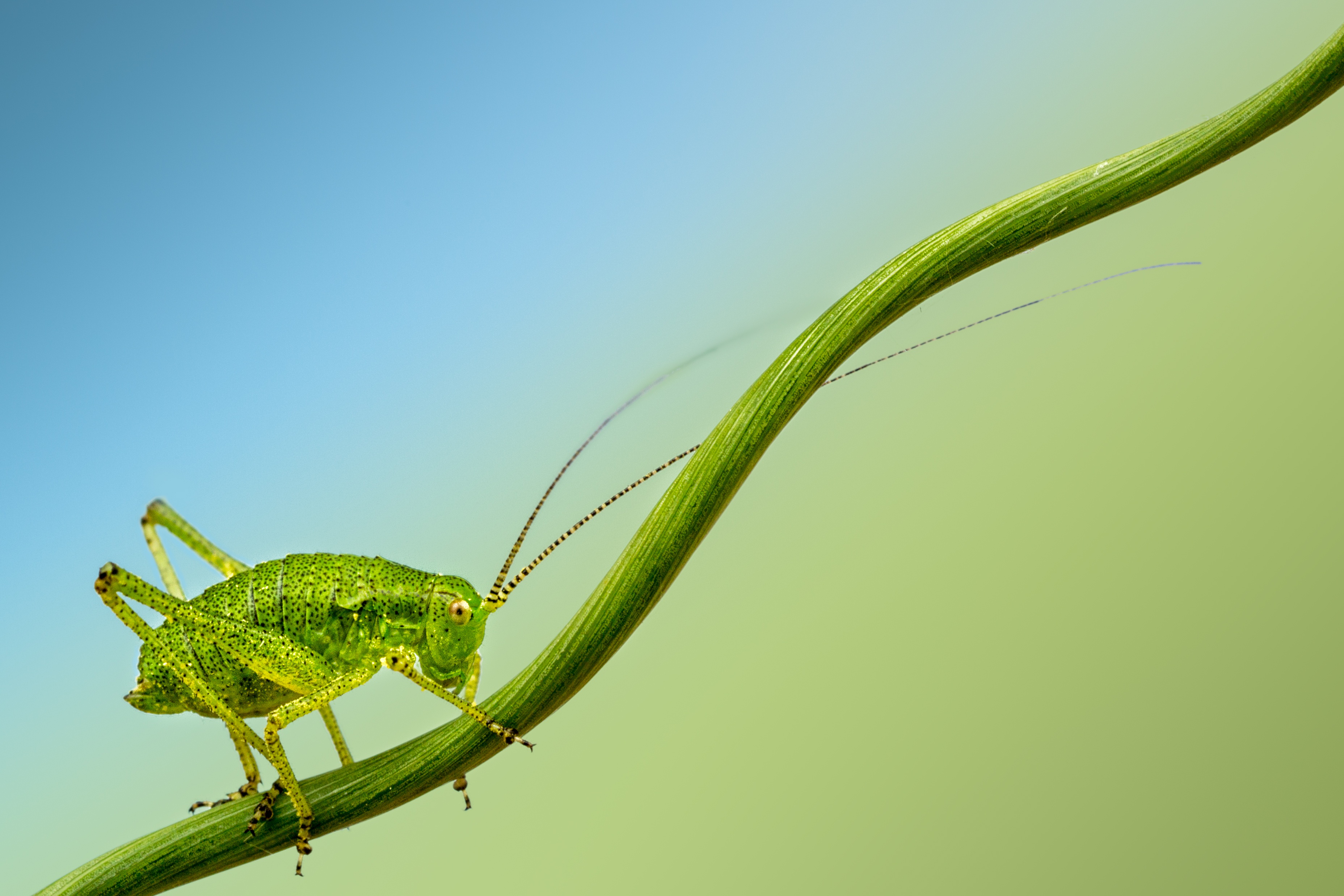 Macro Insect Animal Cricket HD Wallpaper