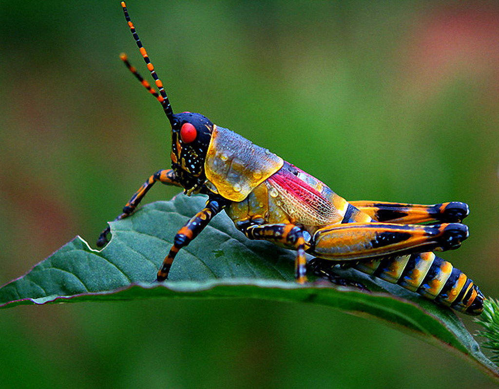 Image Insects Grasshoppers animal
