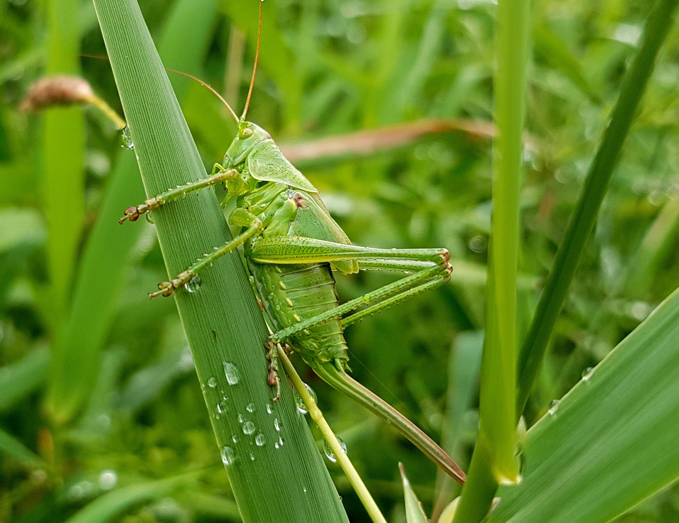 grasshopper, cricket like insect