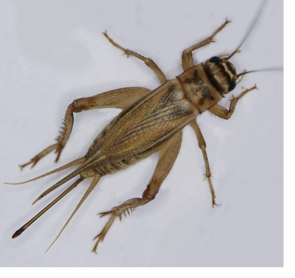 Insects, etc. Birch Creek Exotics