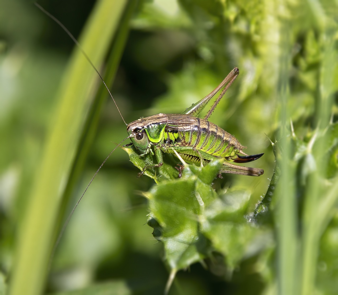 Bog Bush Cricket & Insect Image