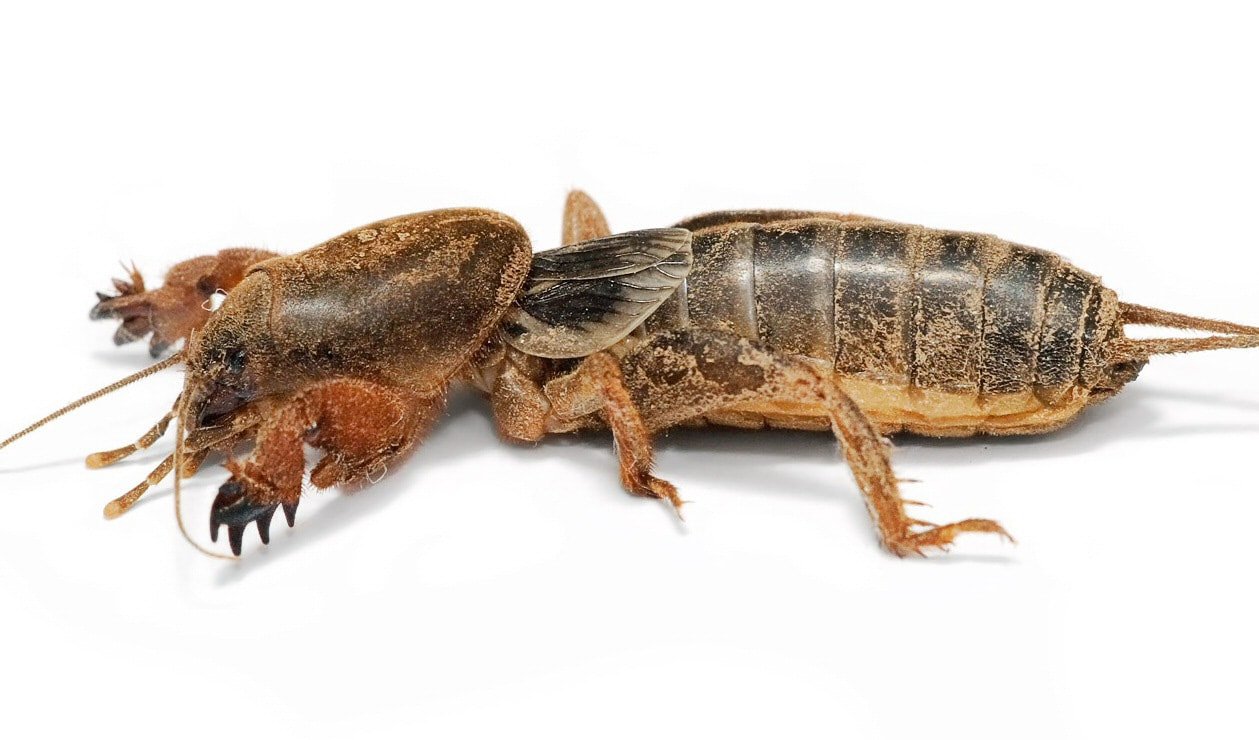 Meet the mole cricket
