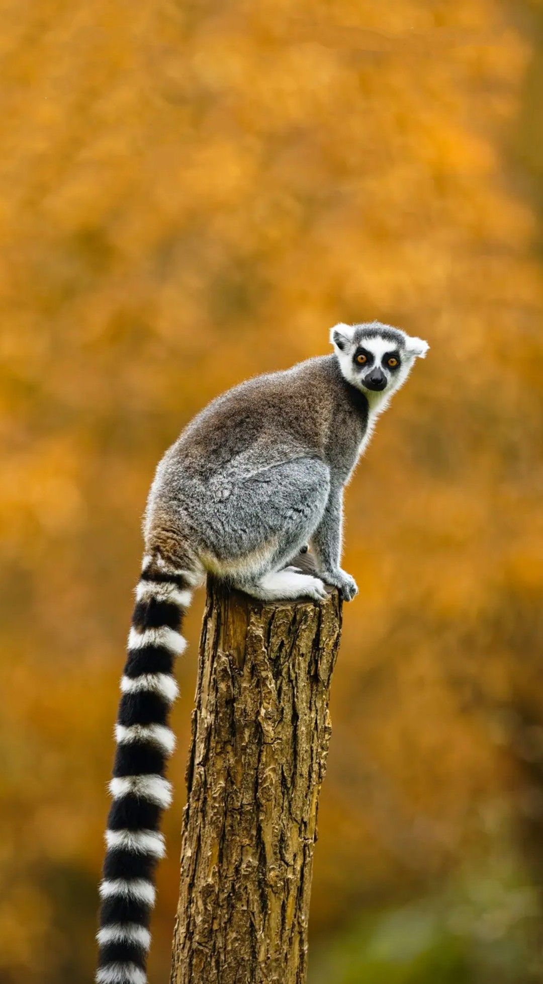 Lemur Wallpaper Tailed Lemur
