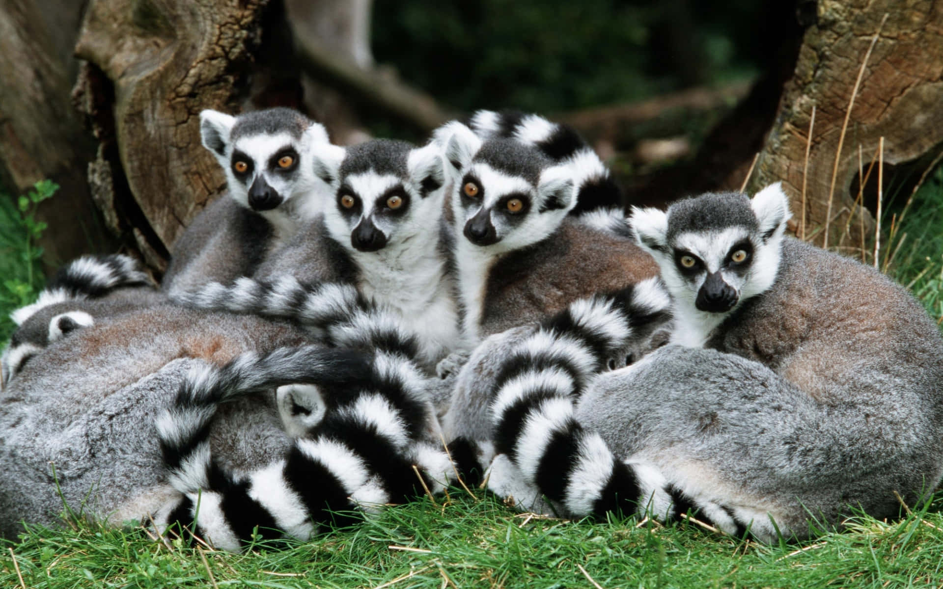 Download A Curious Ring Tailed Lemur On