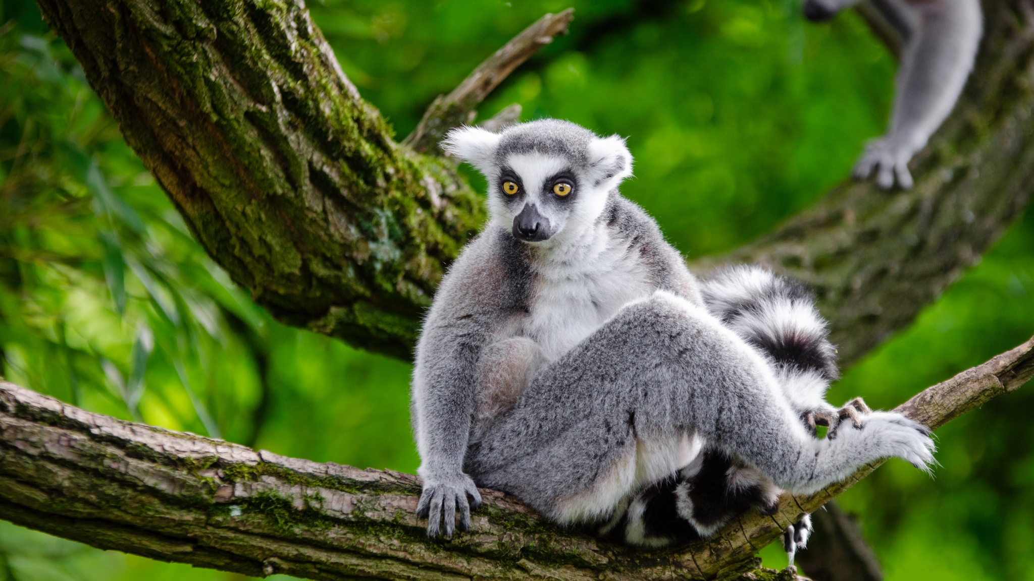 Download Monkey Ring Tailed Lemur