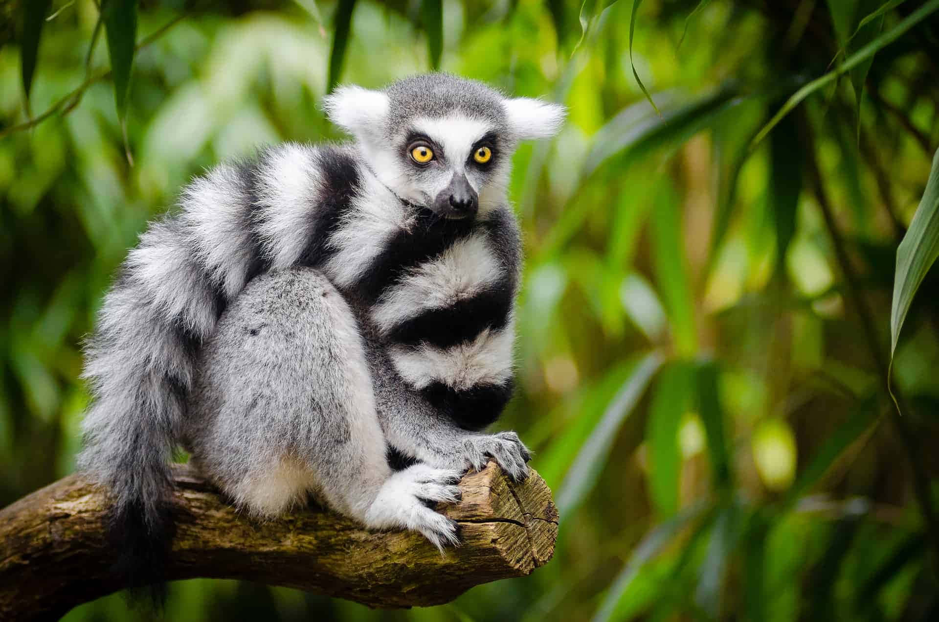 Lemur Wallpaper