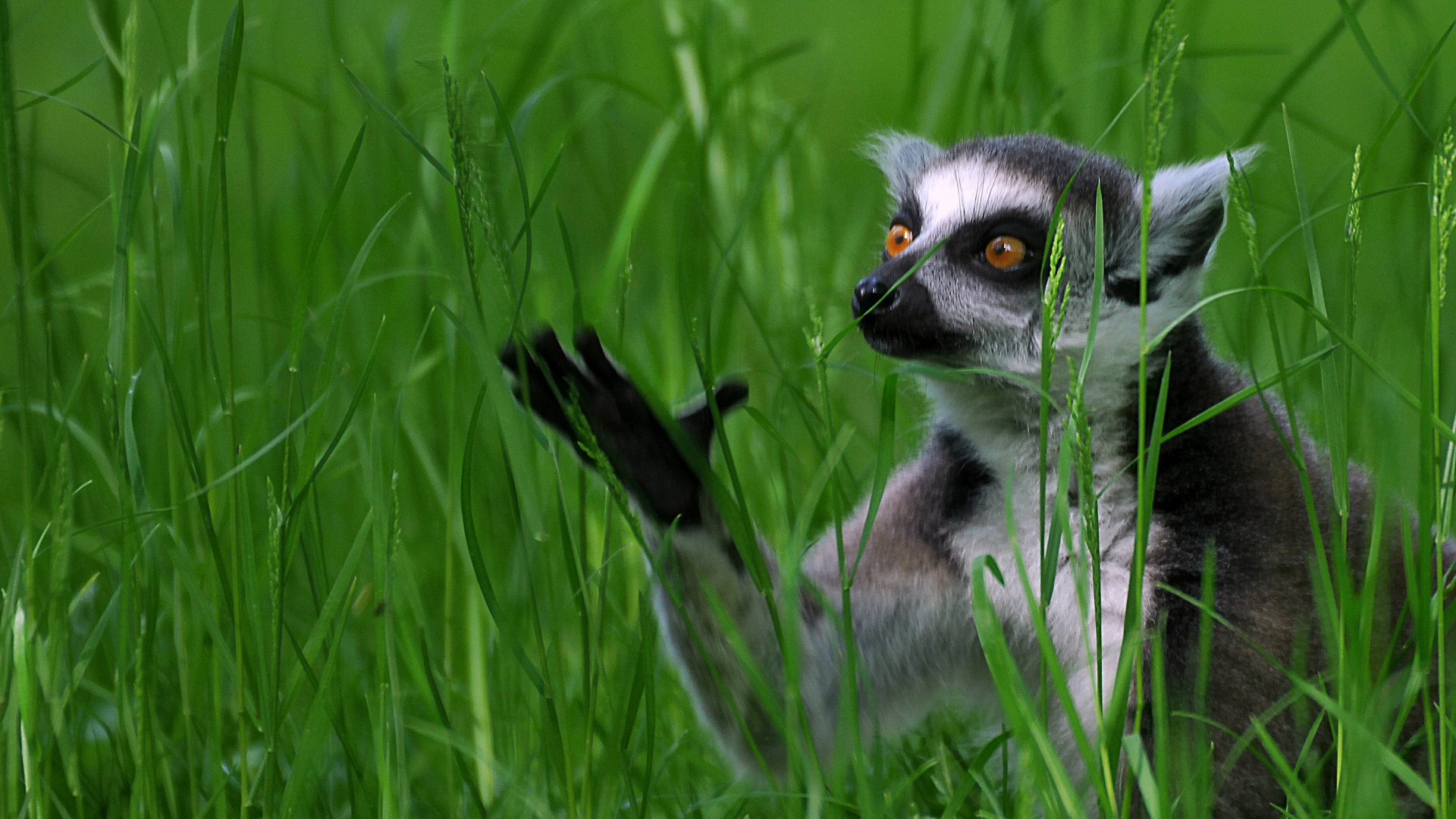 Download wallpaper grass, lemur, A ring