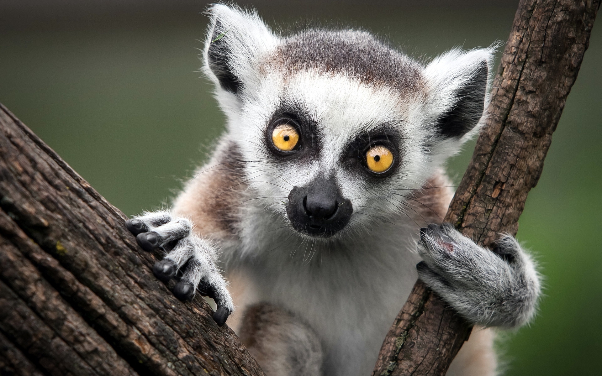 Ring Tailed Lemur 1920 x 1200
