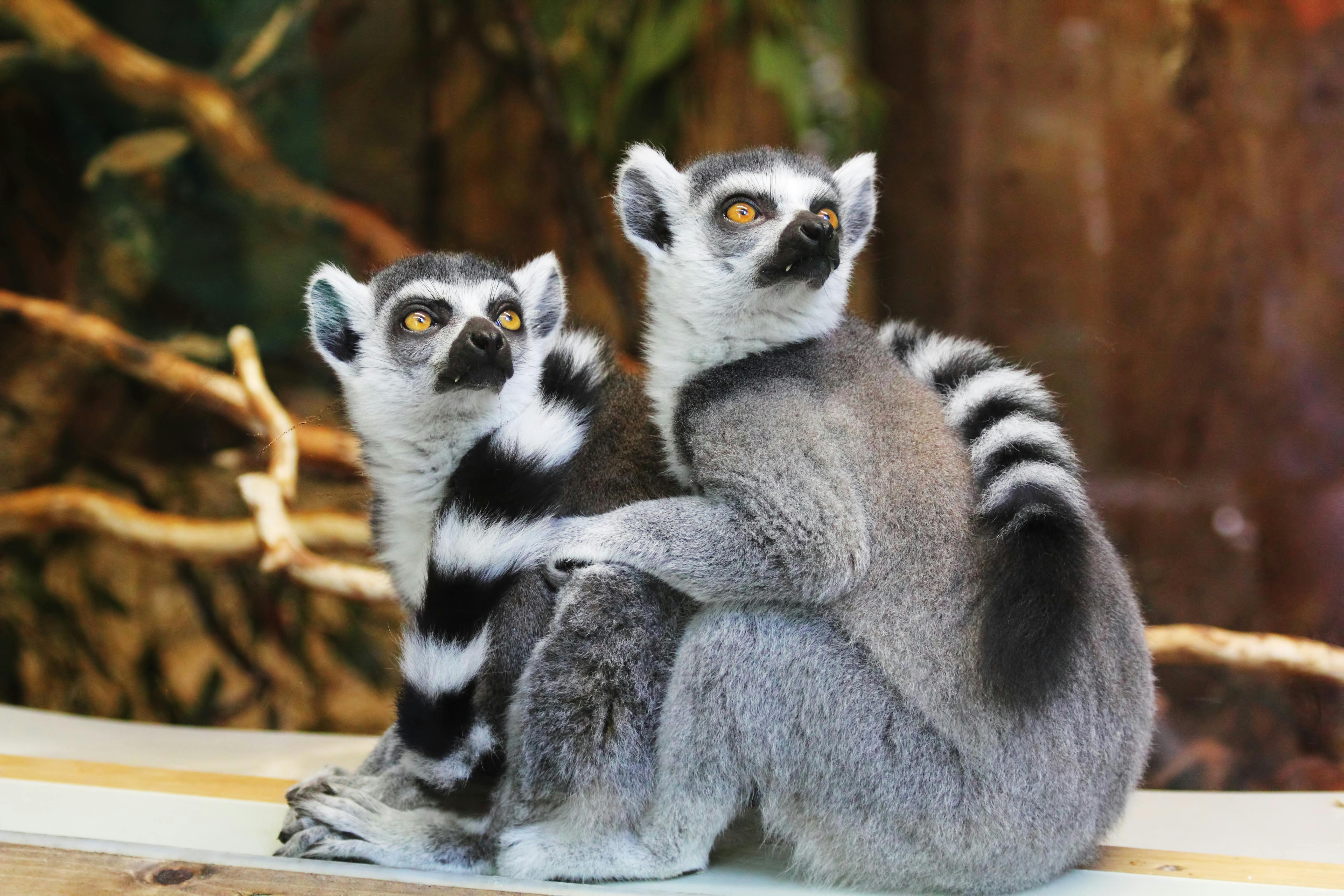 Lemur Catta Photo, Download The BEST