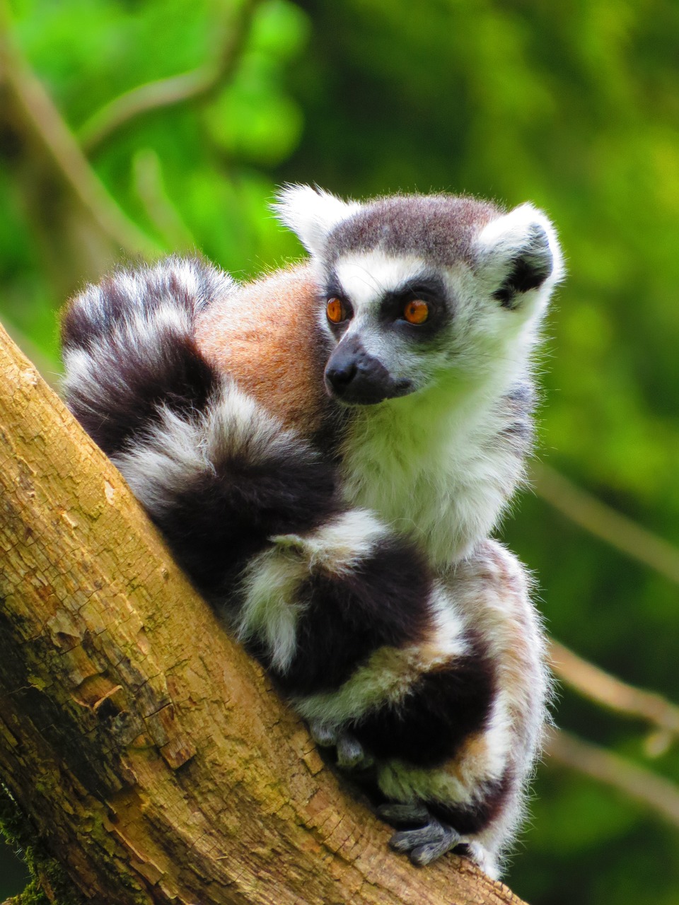 Free Ring Tailed Lemur & Lemur Image