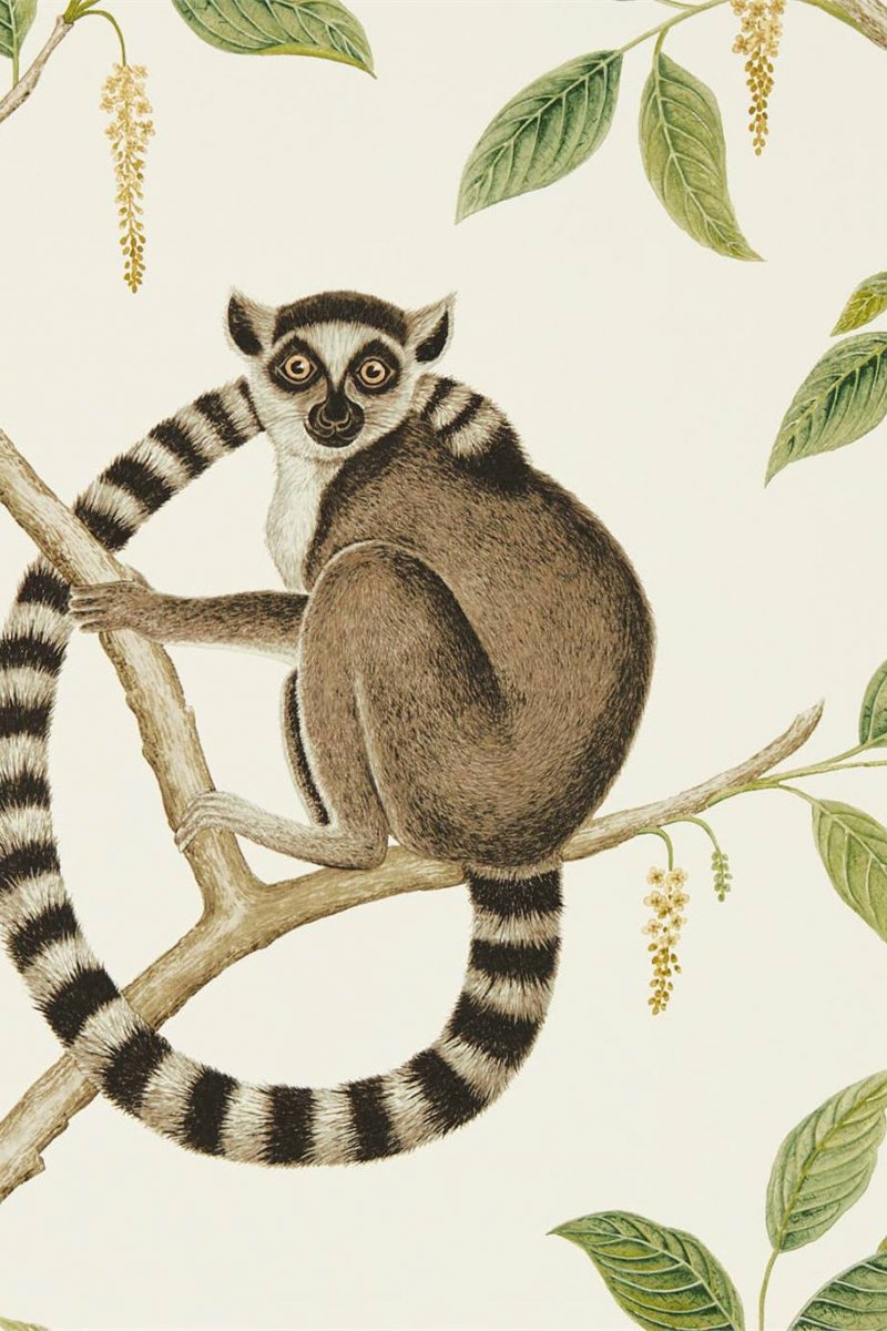 Ringtailed Lemur Wallpaper DGLW216664