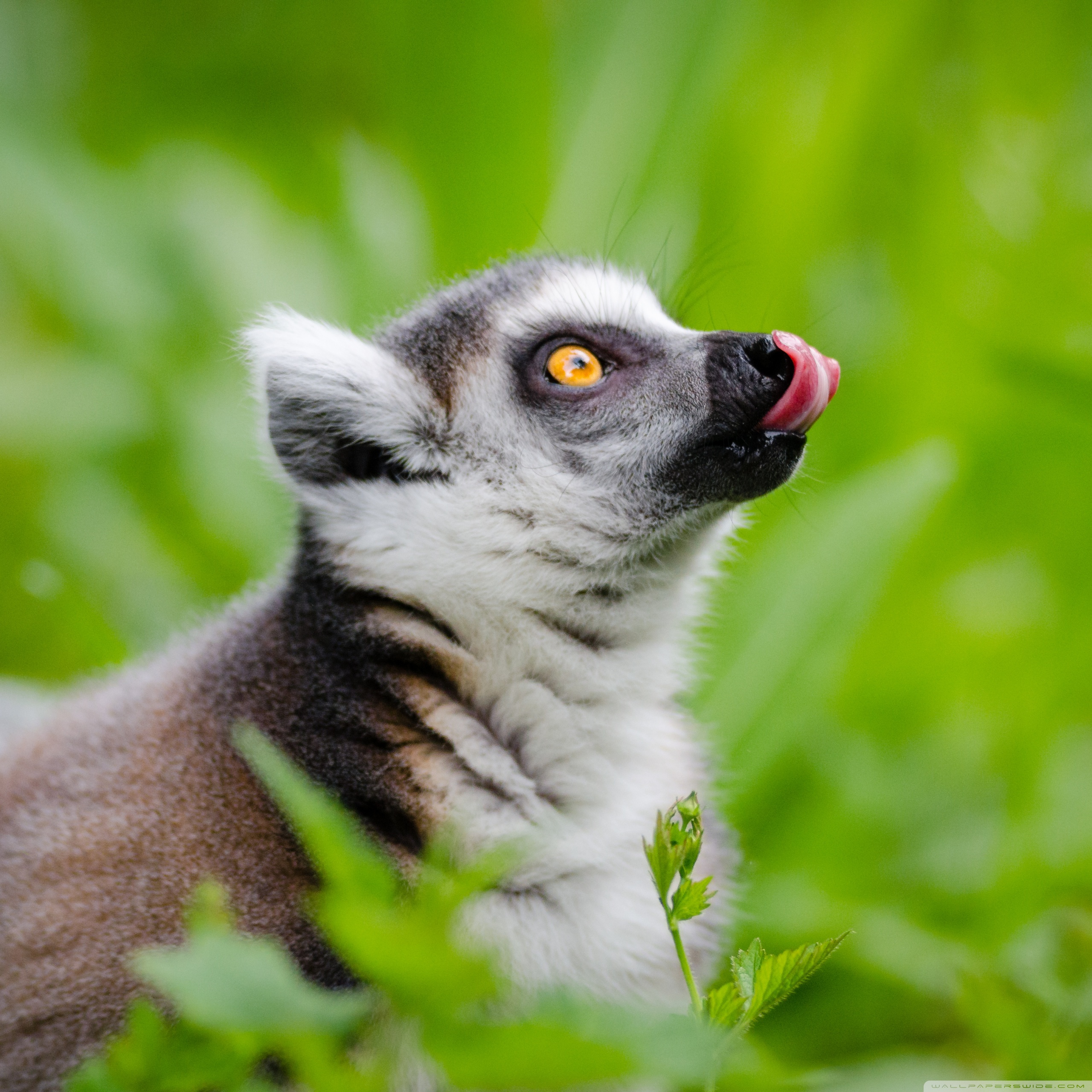Ring Tailed Lemurs Tongue Out Ultra HD