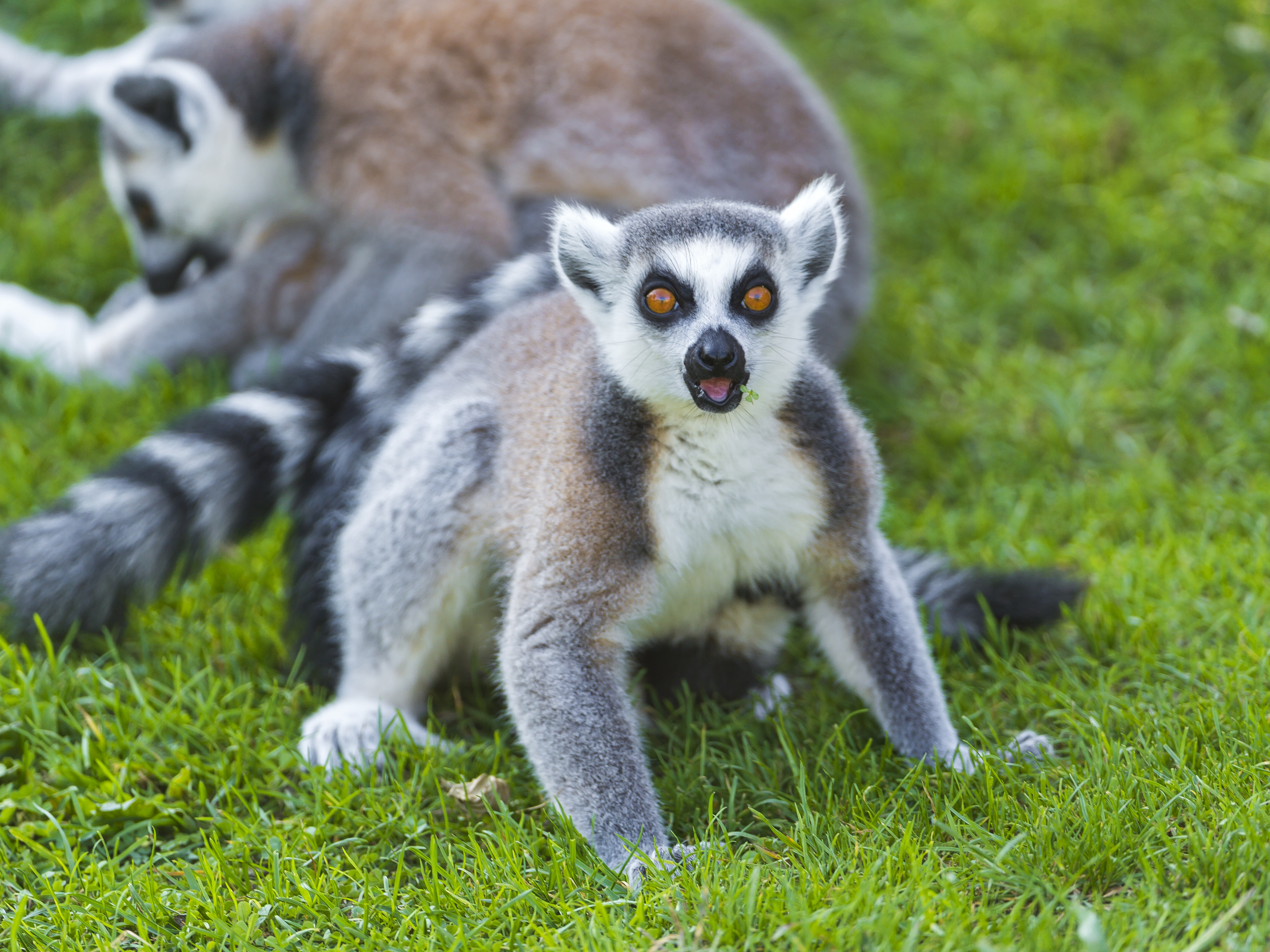 Ring Tailed Lemur Animal Lemur 4k