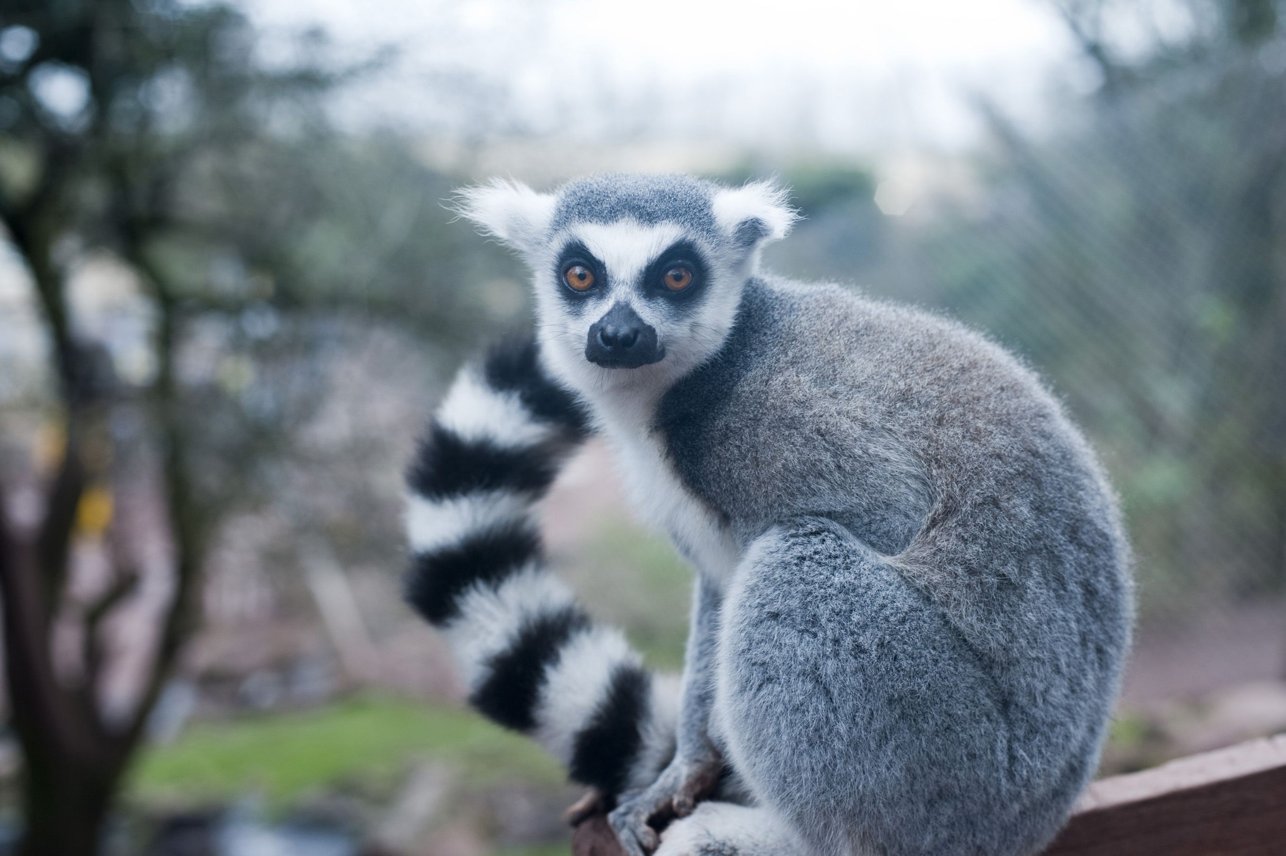 Free Image Of Ring Tailed Lemur