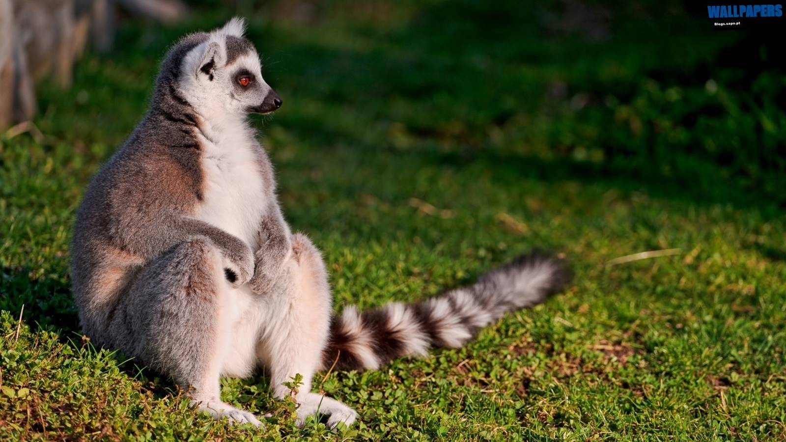 Ring tailed lemur wallpaper 1600×900