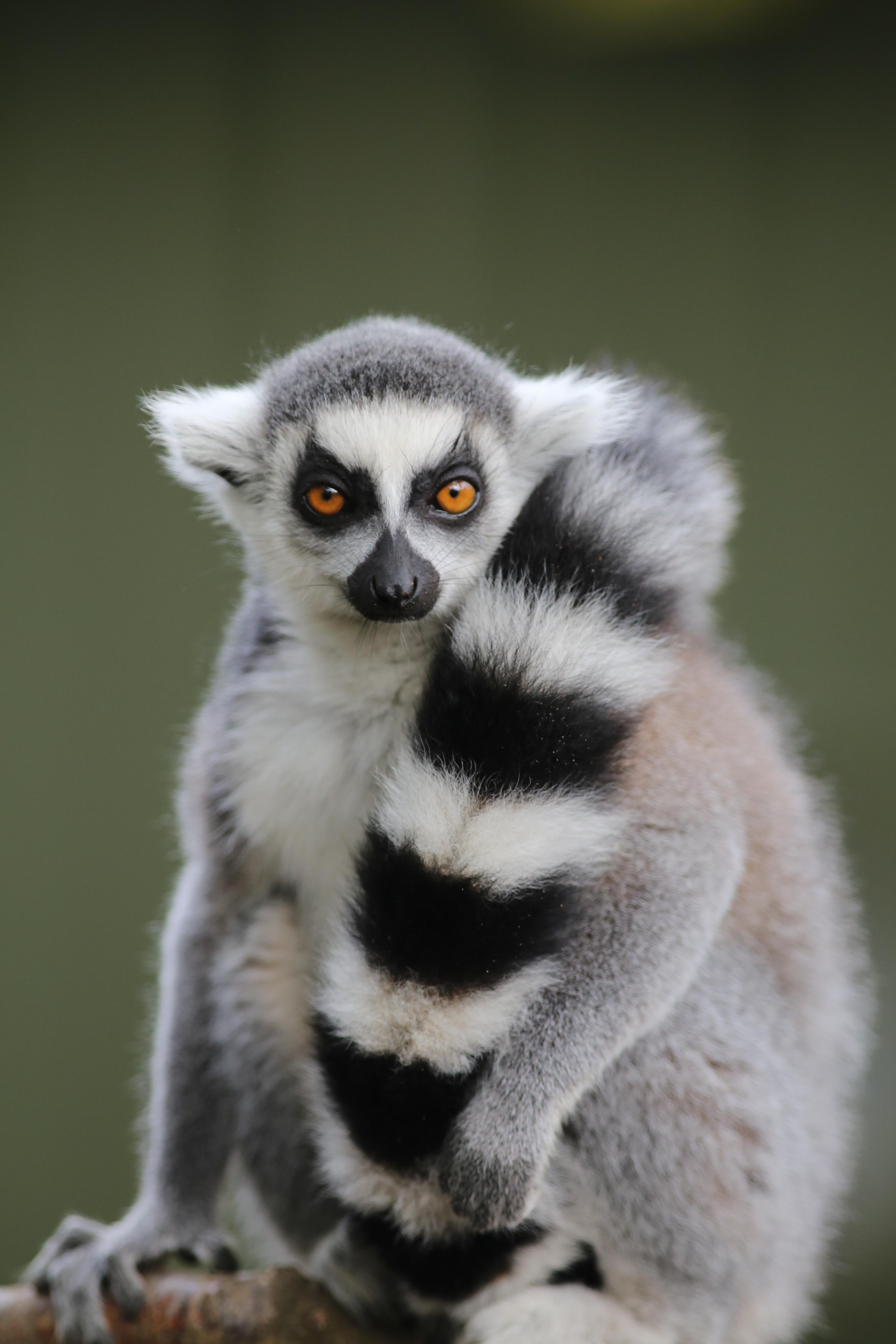A Ring Tailed Lemur Photo I Took At