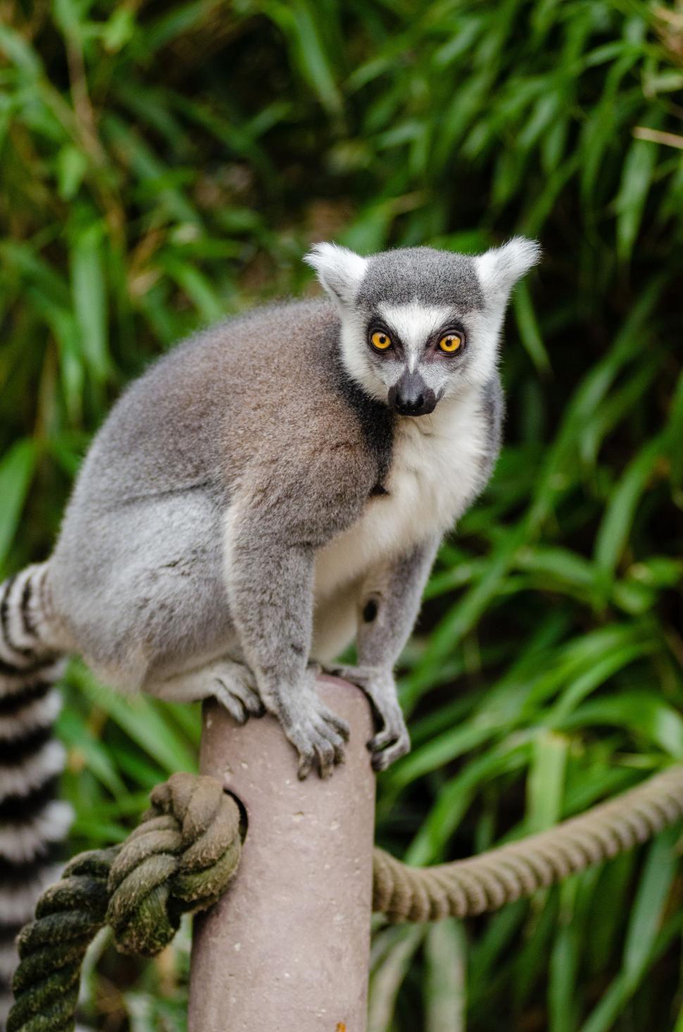 Of Ring Tailed Lemur In Zoo