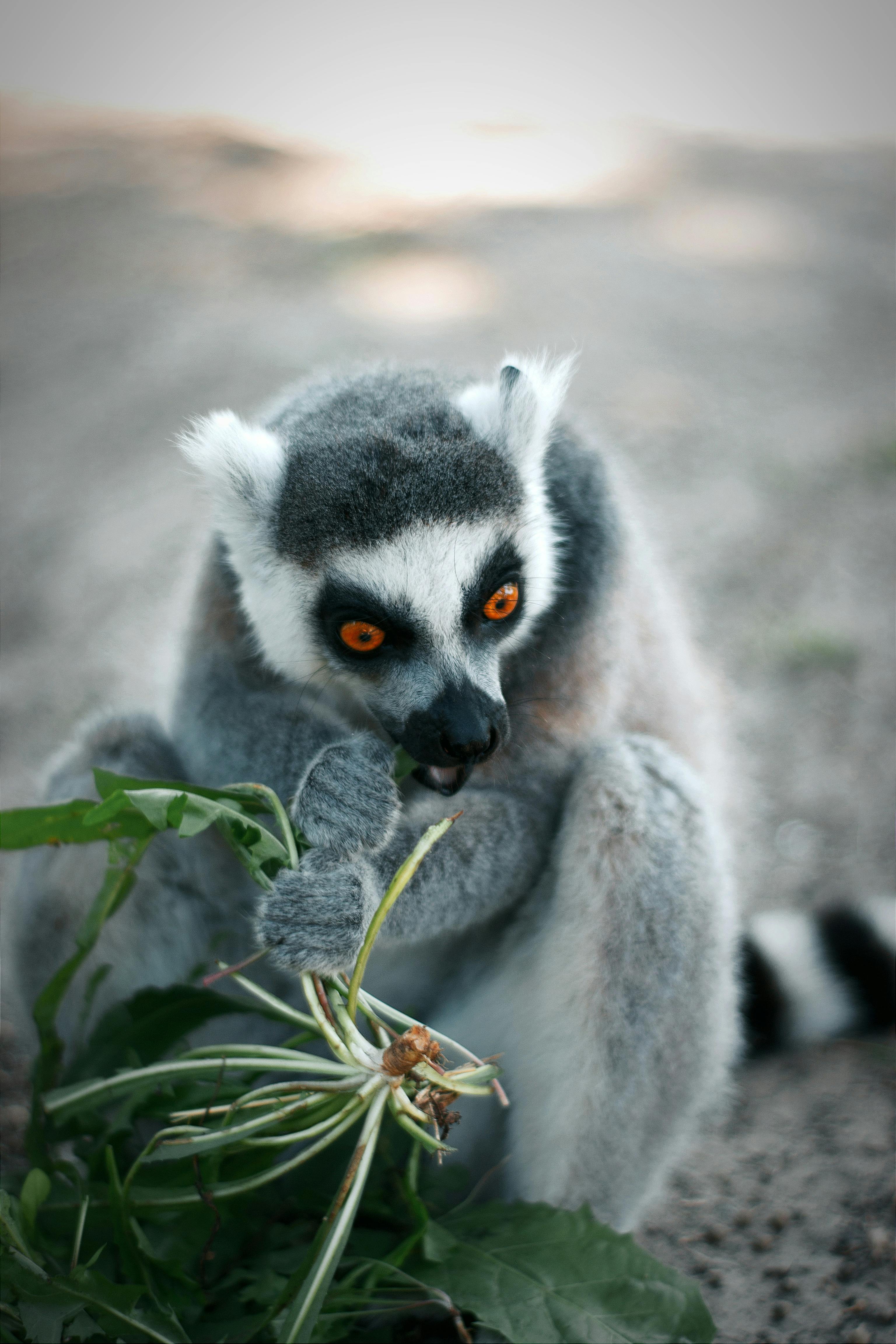 Lemur at the Zoo · Free