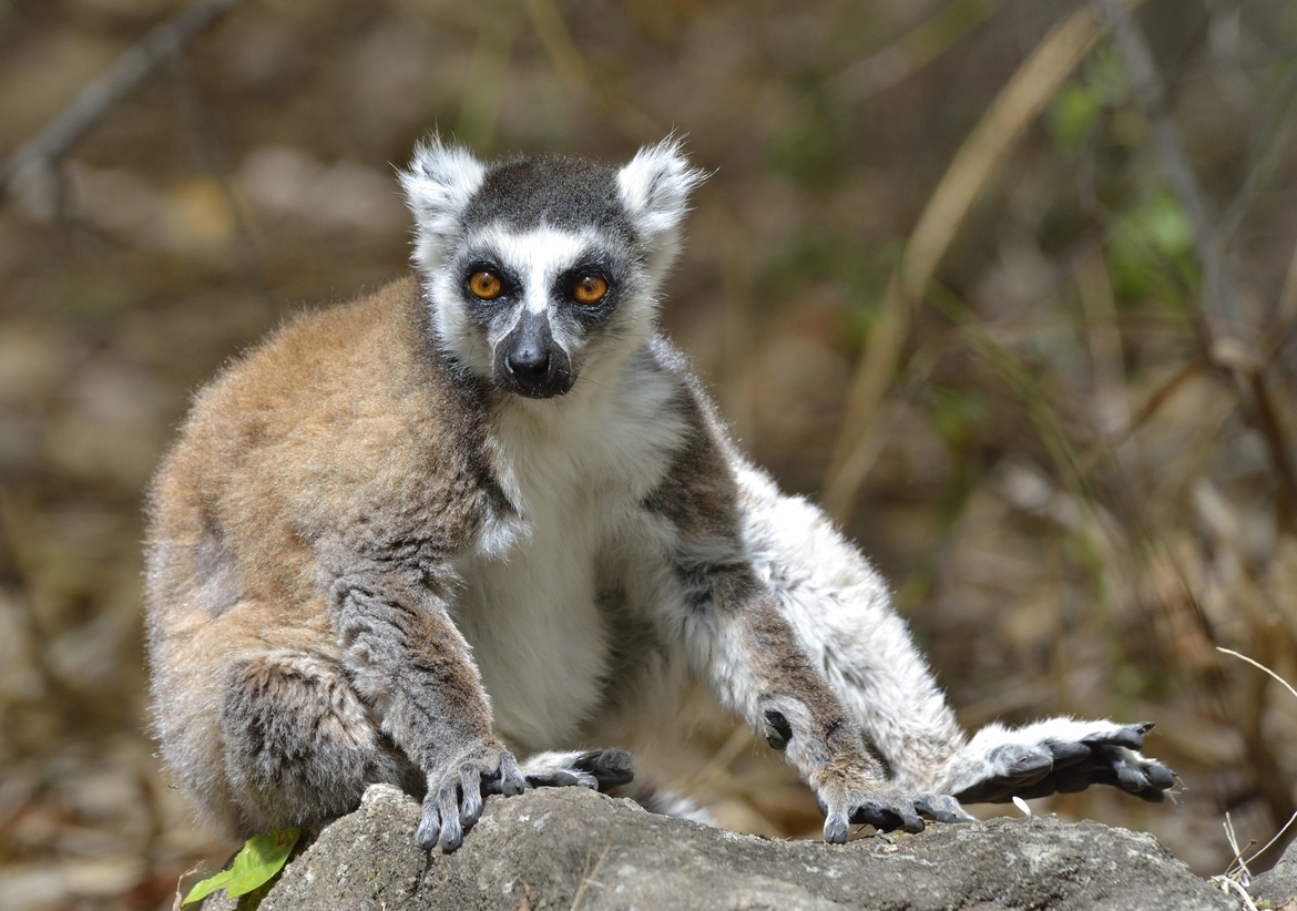 Madagascar. Ring Tailed Lemur