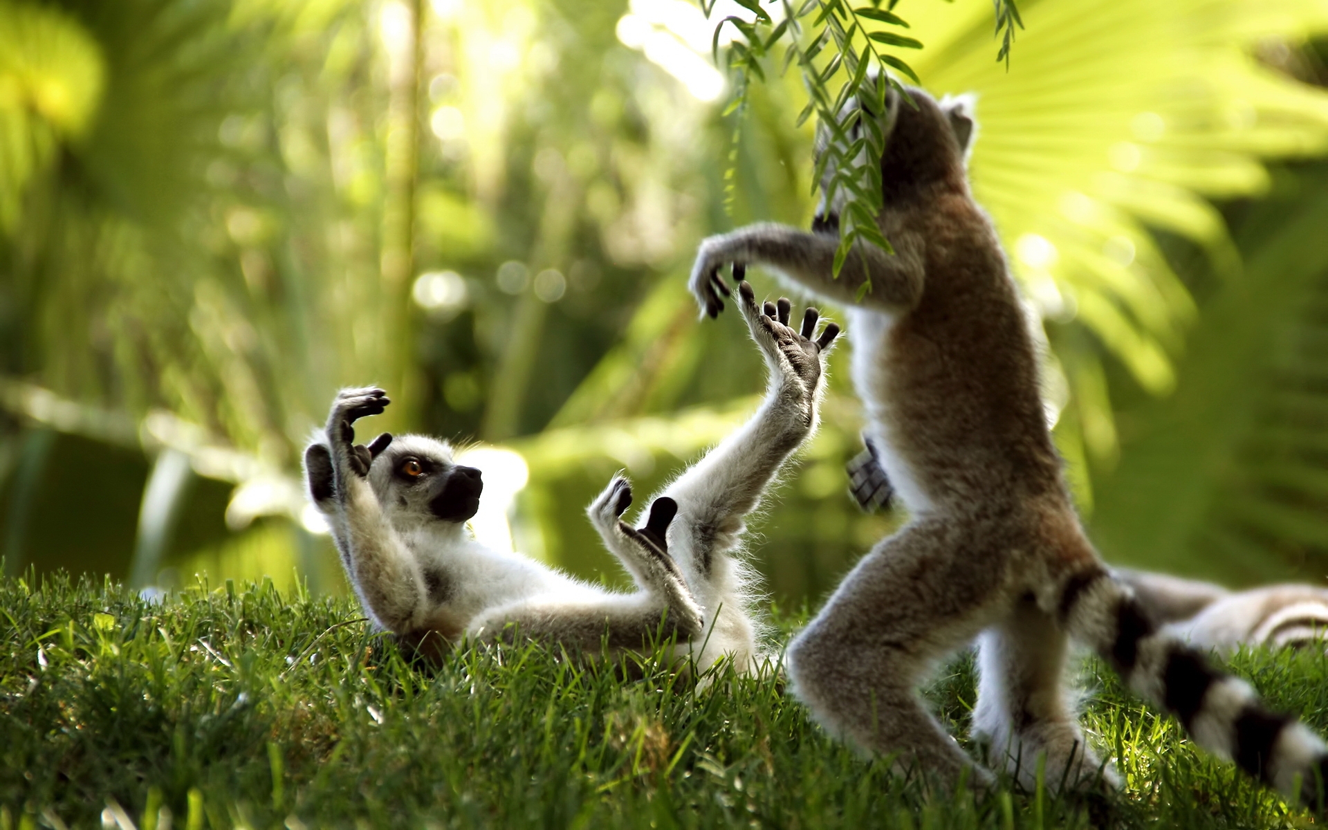 Download Lemurs wallpaper for mobile