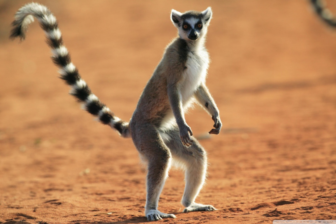 Standing Ring Tailed Lemur Berenty