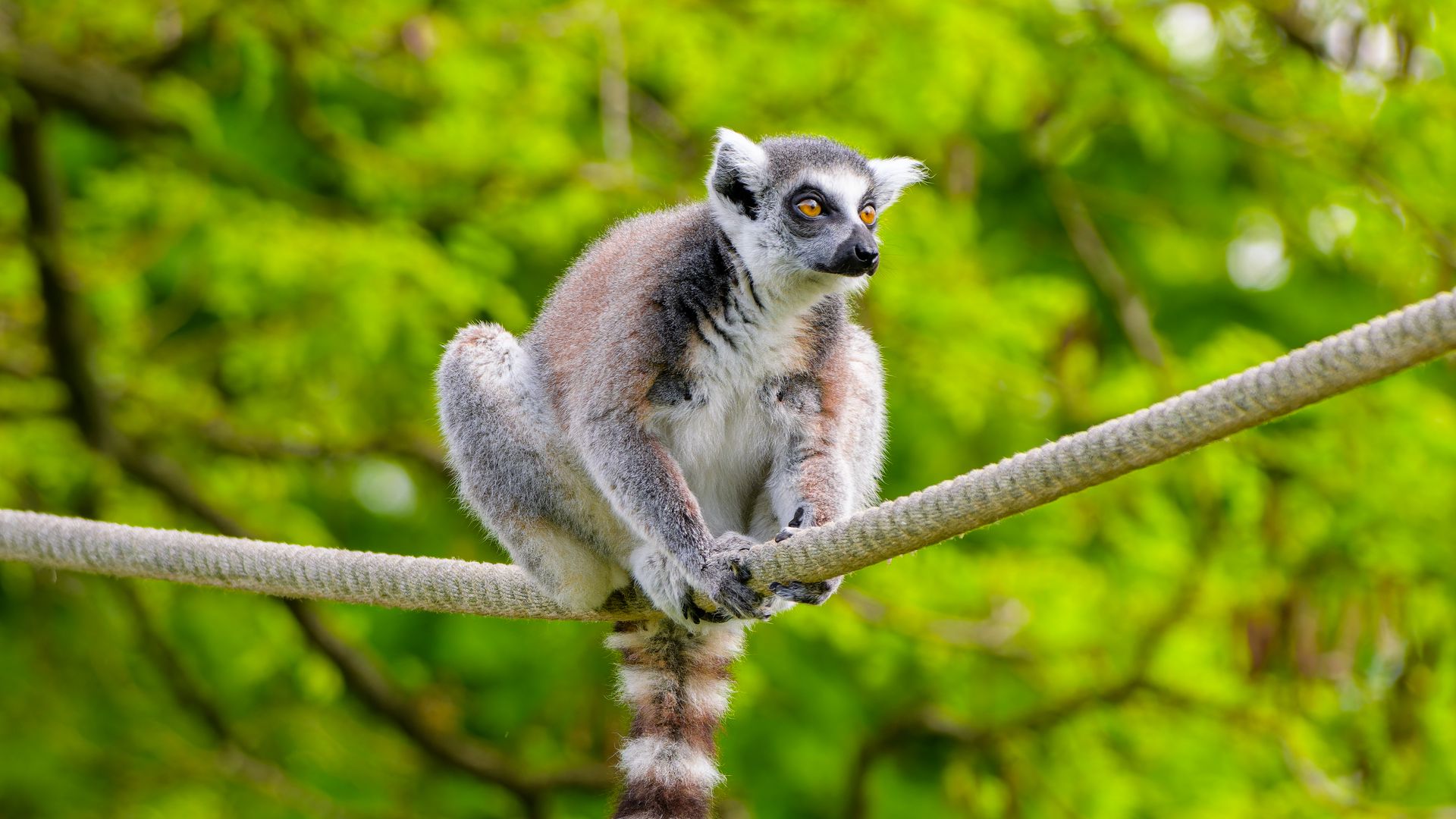 Download wallpaper 1920x1080 ring