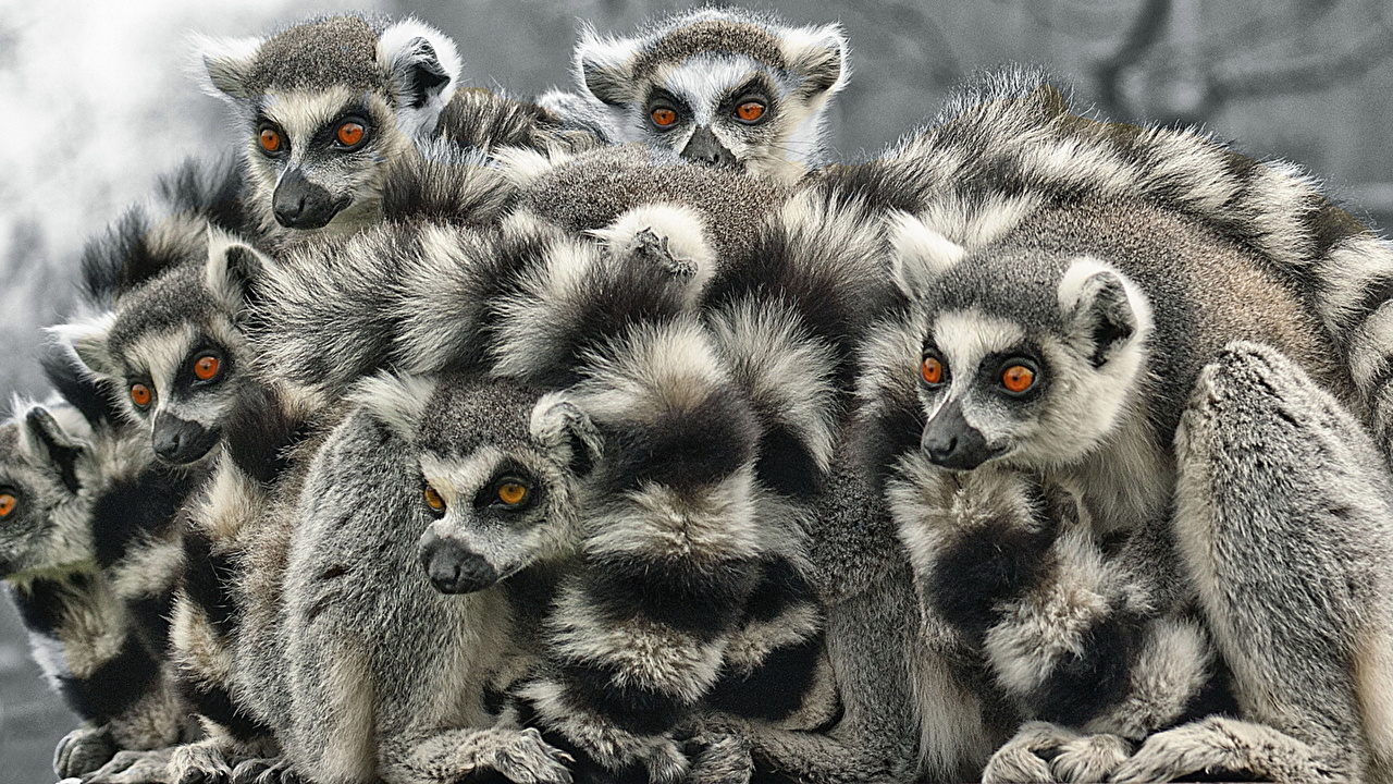 Picture Lemurs Many animal