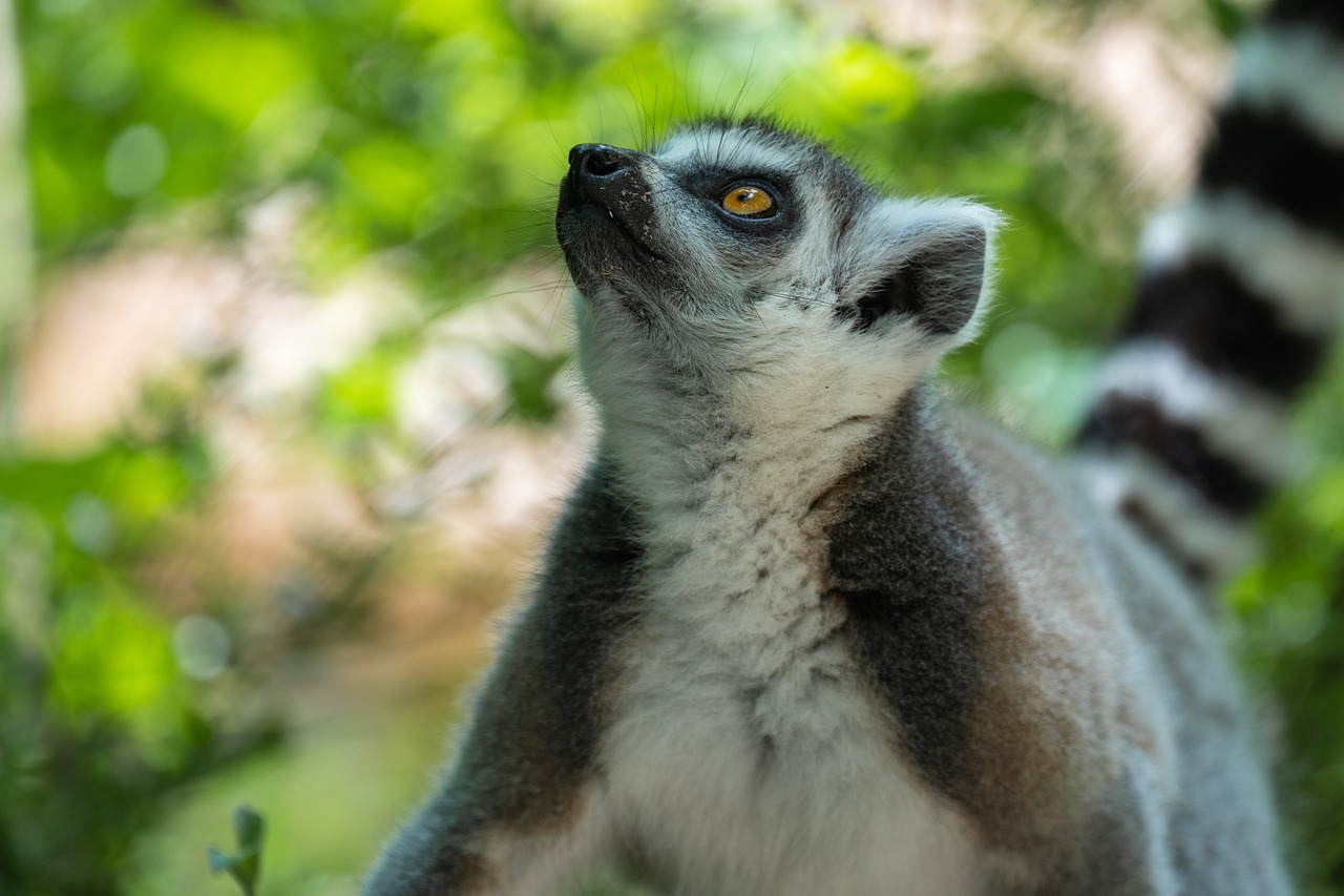 Ring Tailed Lemur Wildlife Animal