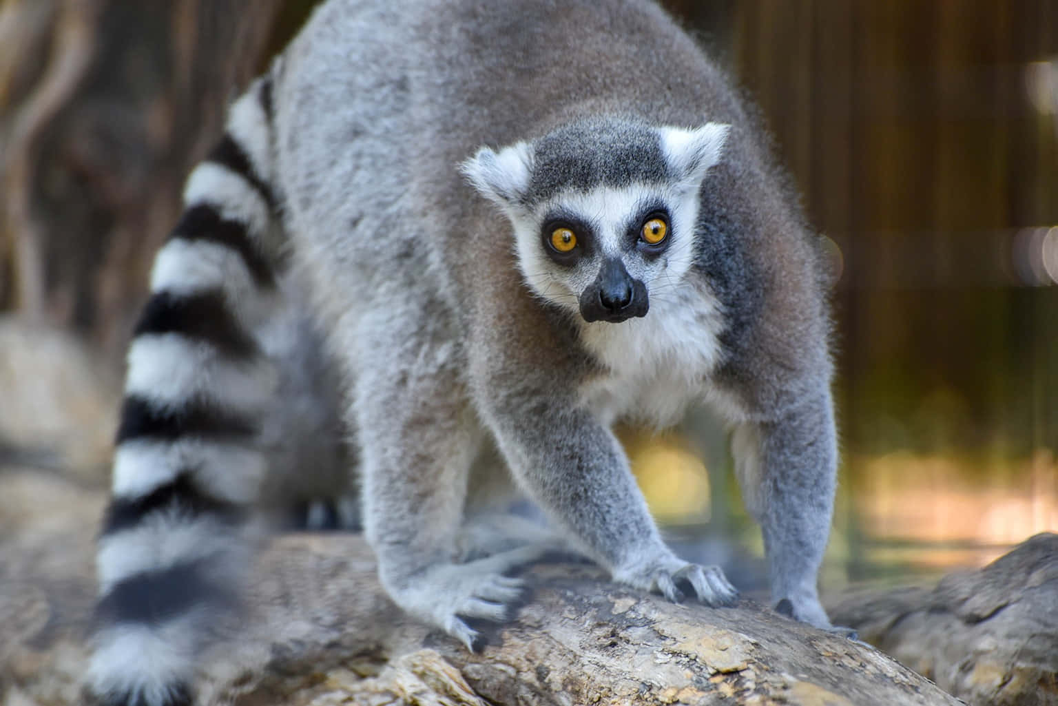 Download Stunning Ring Tailed Lemur