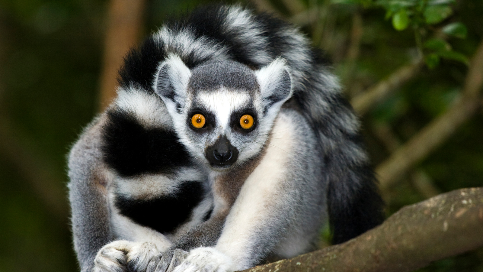 Lemurs. Mammals