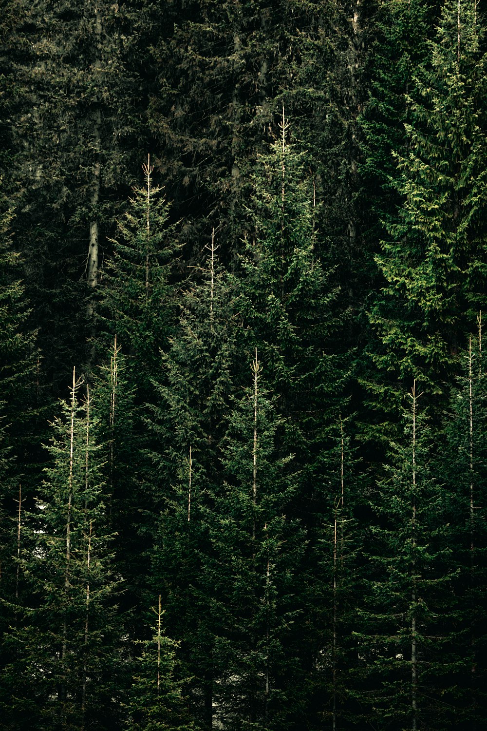 Spruce Forest Picture. Download Free