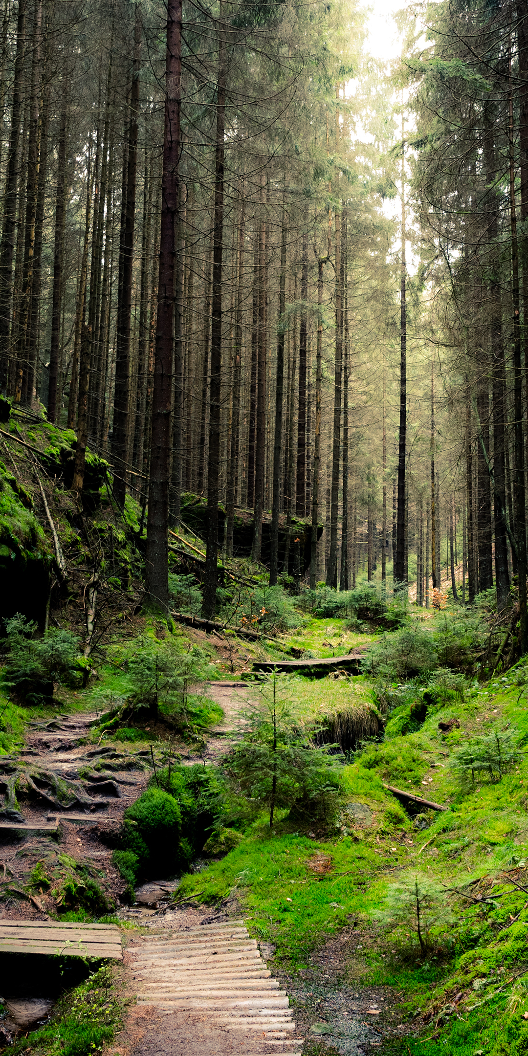 Forest Phone Wallpaper