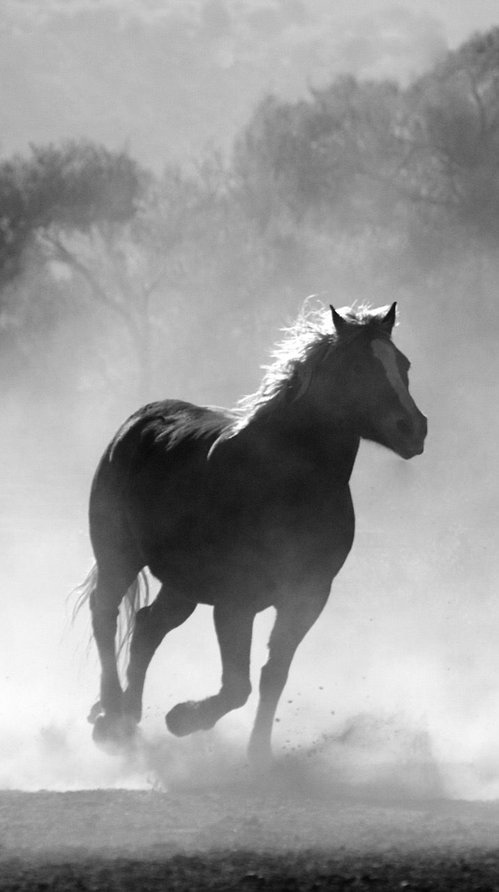 Horse wallpaper, Horses, Animal wallpaper