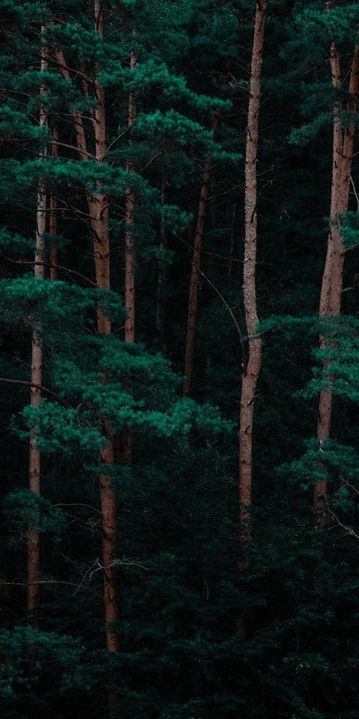 Forest Wallpaper. Forest wallpaper