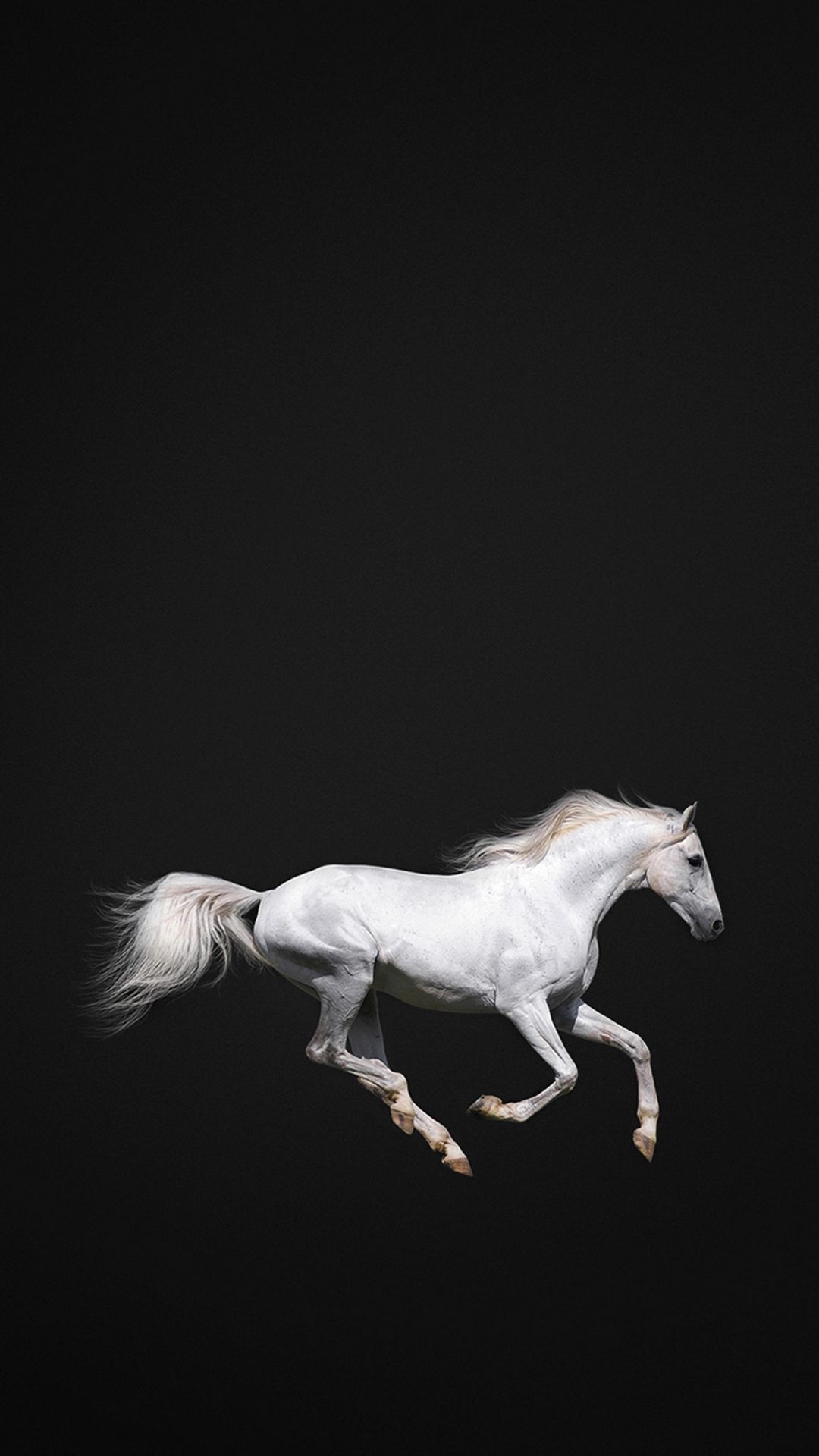 Wallpaper white, horse, hd, run