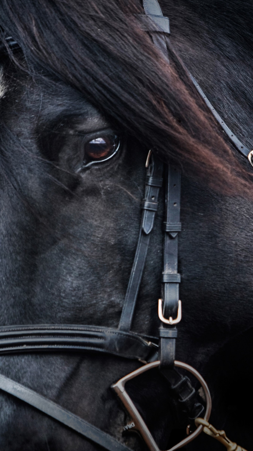 Download wallpaper: Black horse 1080x1920