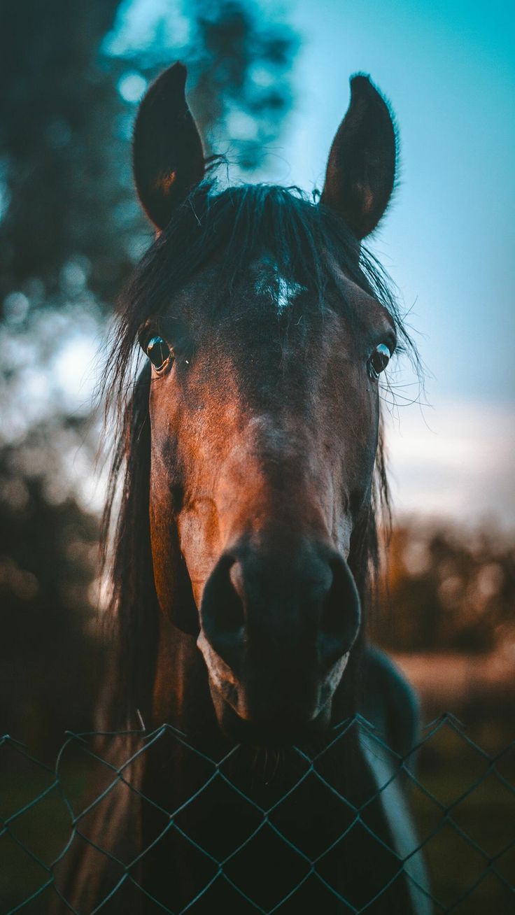 HD Wallpaper. Horse wallpaper