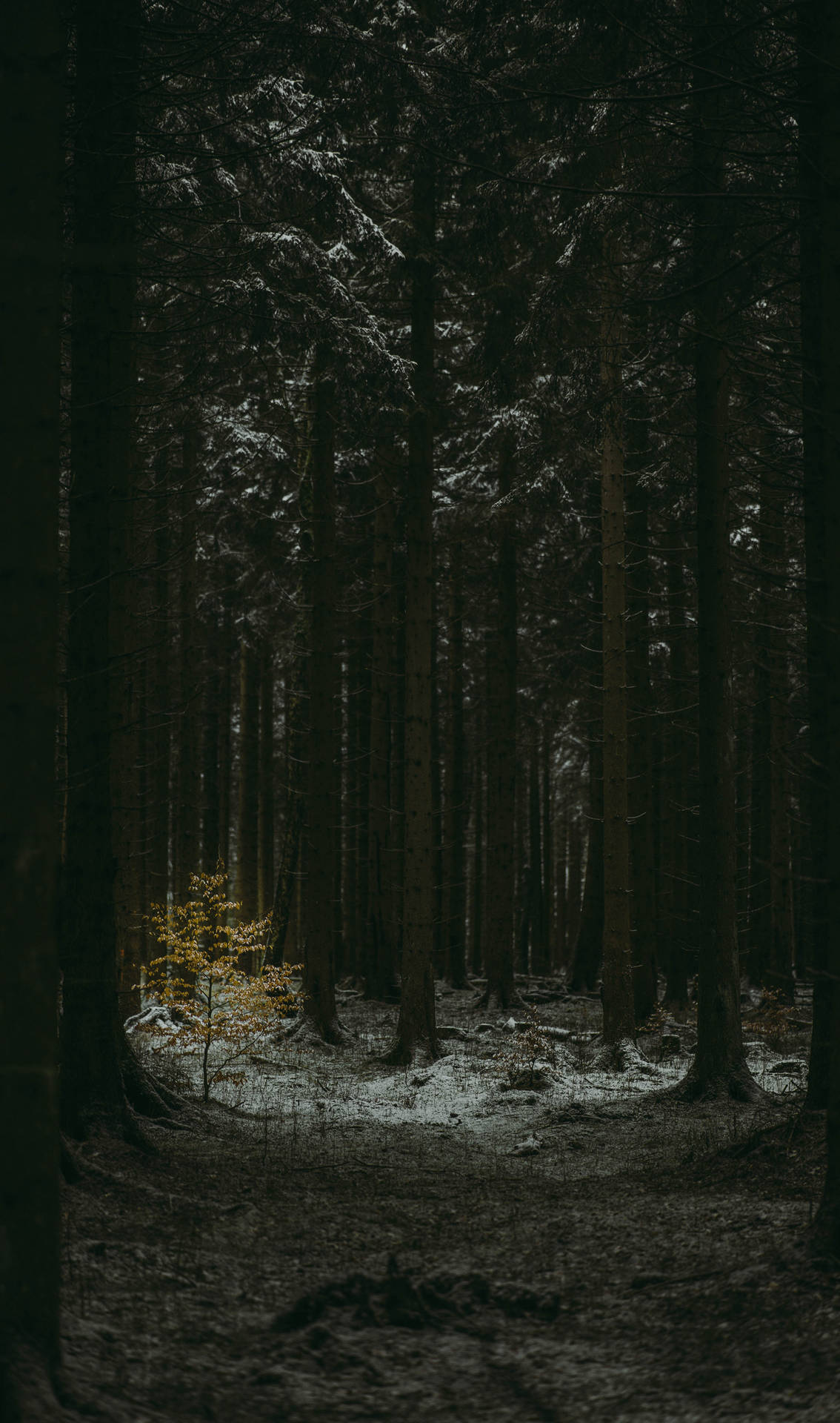 Download free Slender Tree Trunks Dark