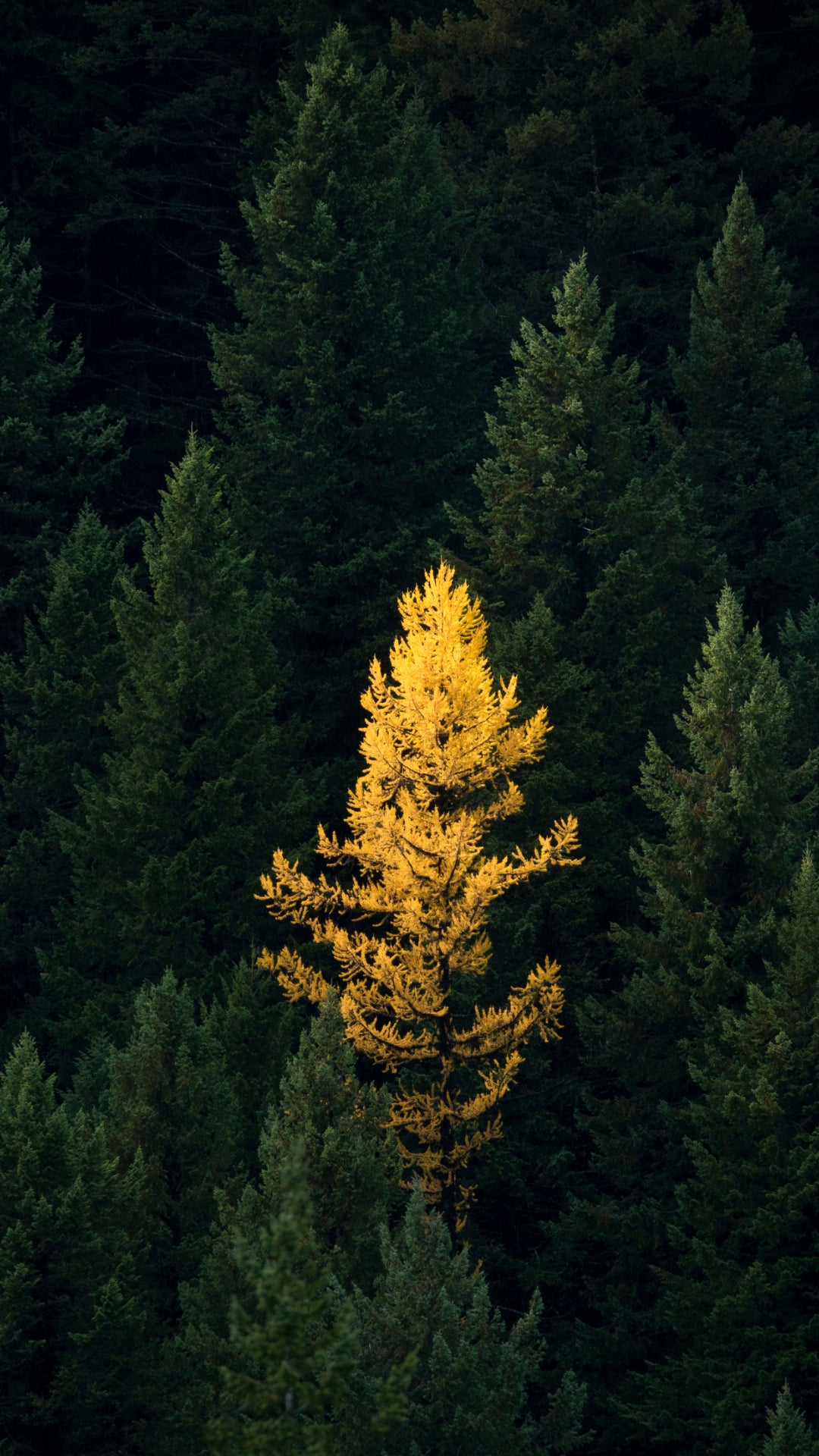 Wallpaper Tree