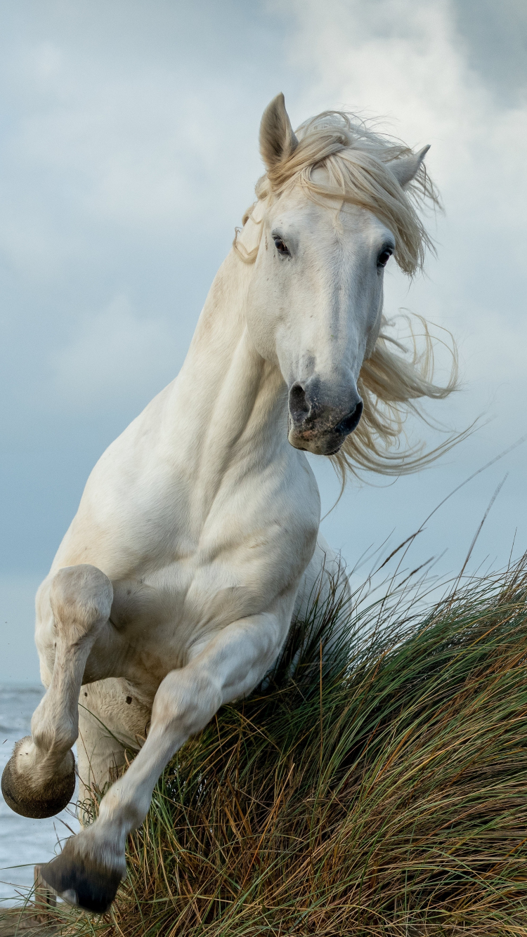 Download wallpaper 750x1334 white horse