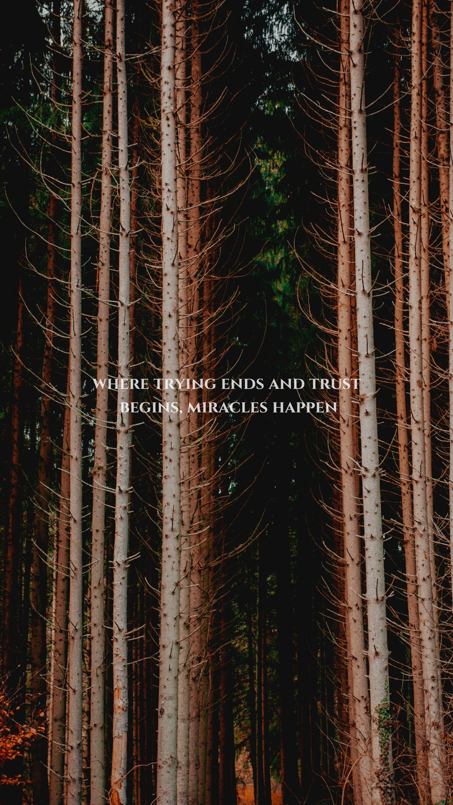 forest wallpaper