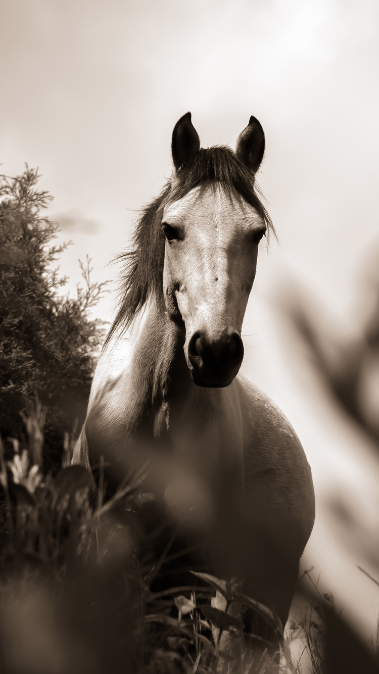 Horse Grayscale iPhone 6