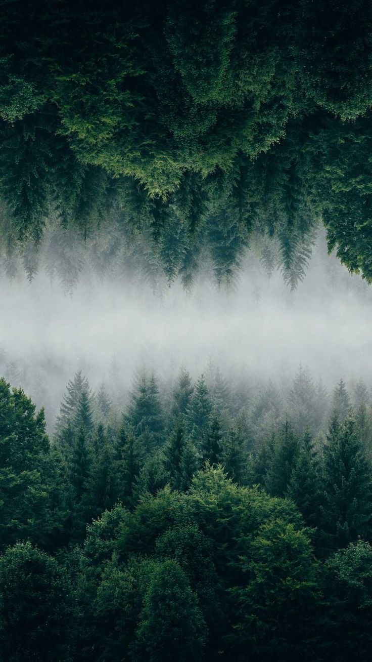 Forest iPhone Wallpaper