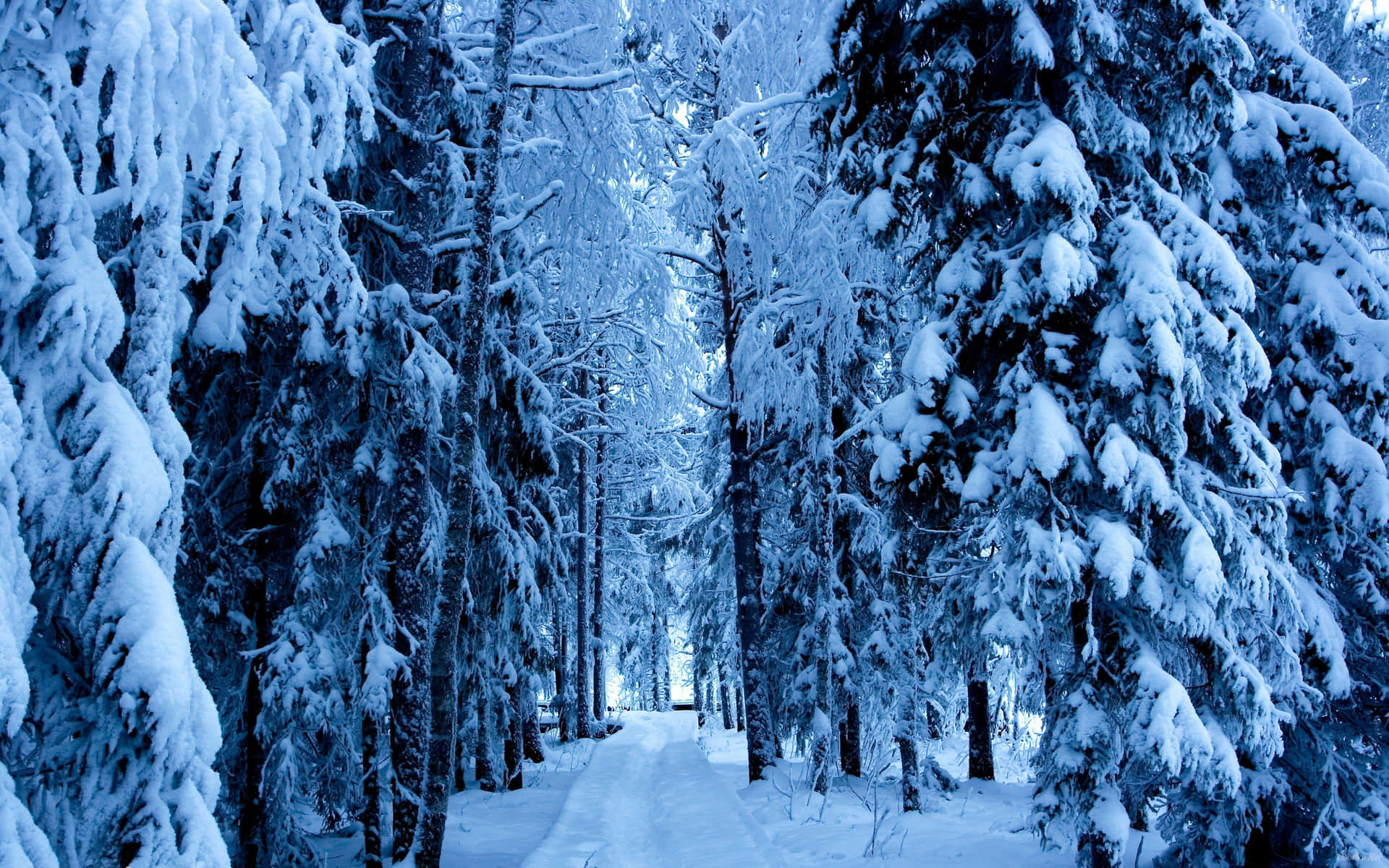 Snowy Forest Background