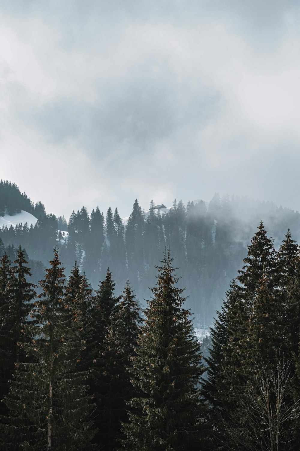 Spruce Forest Picture. Download Free