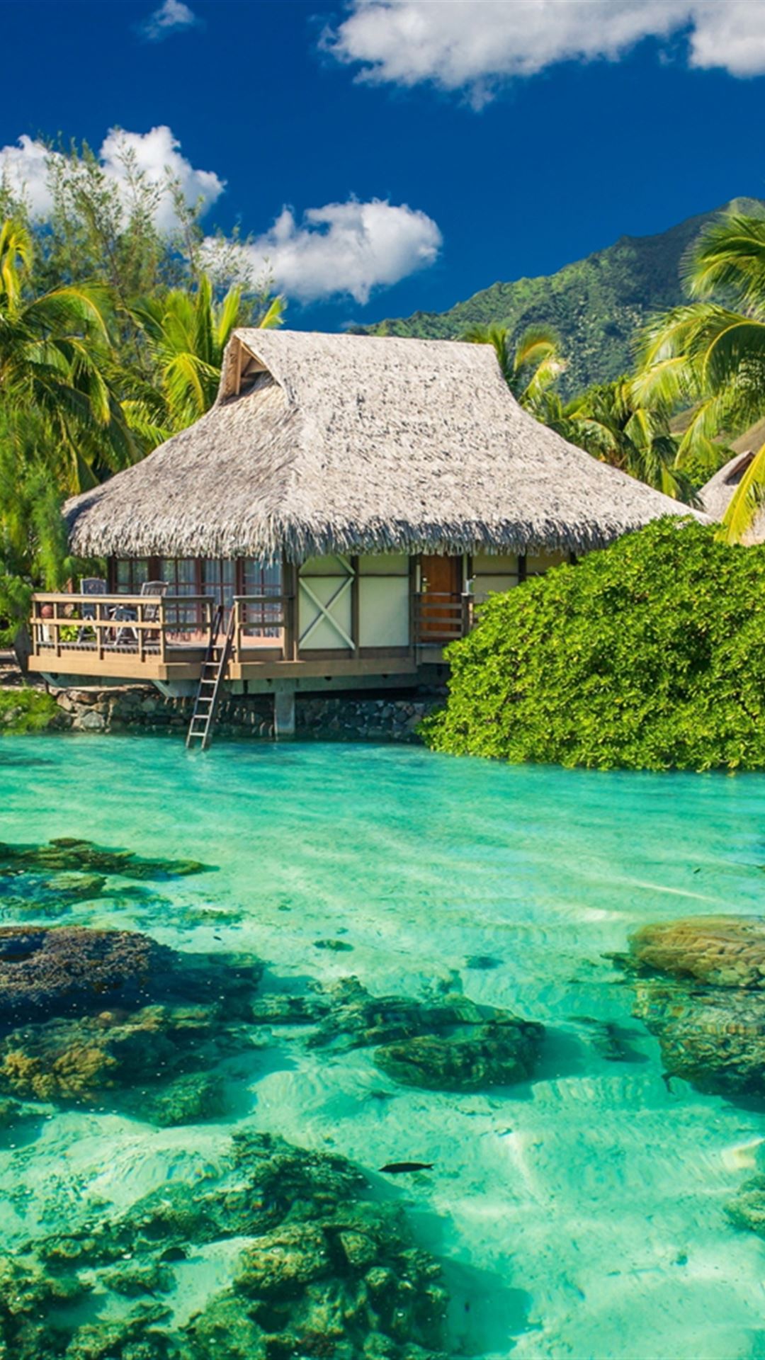 Tropics Palm Trees Ocean Vacation Shore